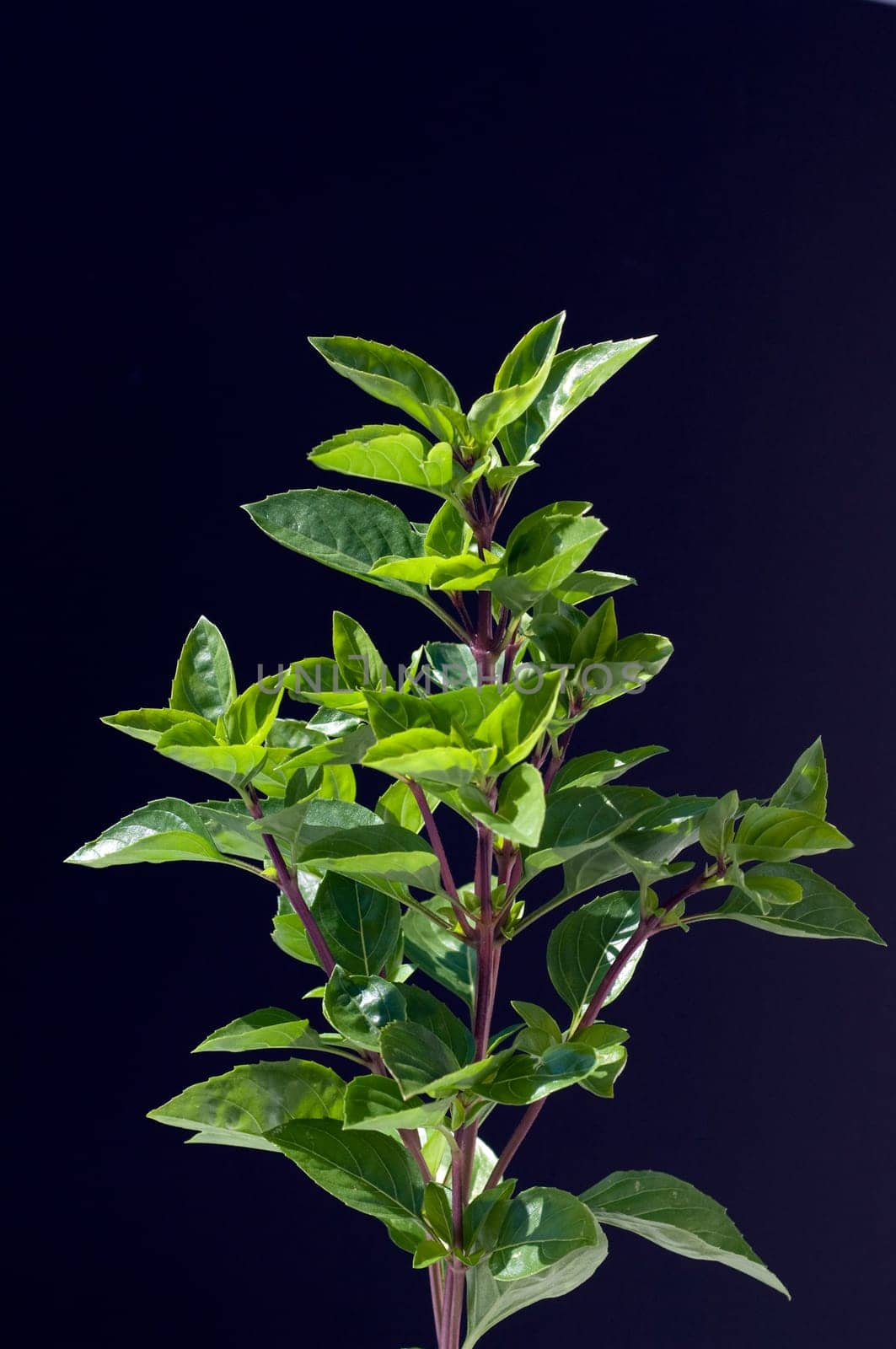 Strauchbasilikum  Ocimum, species  basilicum