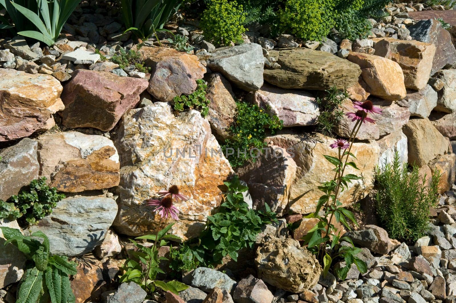 Stone garden  Dry stone wall  fuenf,months after planting