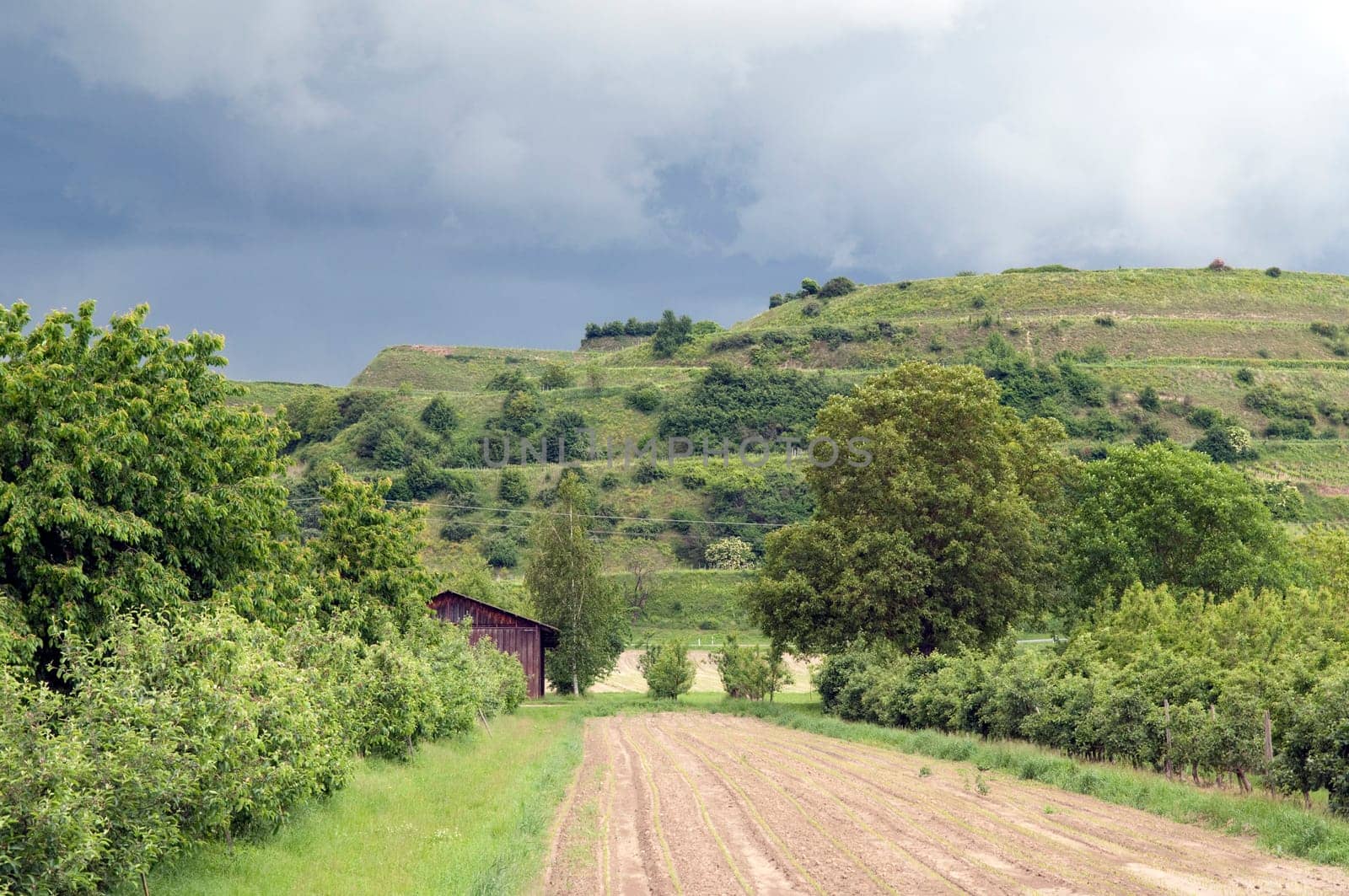 Weinberge, Lenzenberg, Weinterrassen