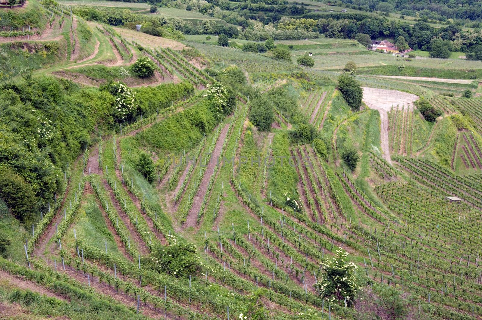 Weinberge, Lenzenberg, Weinterrassen