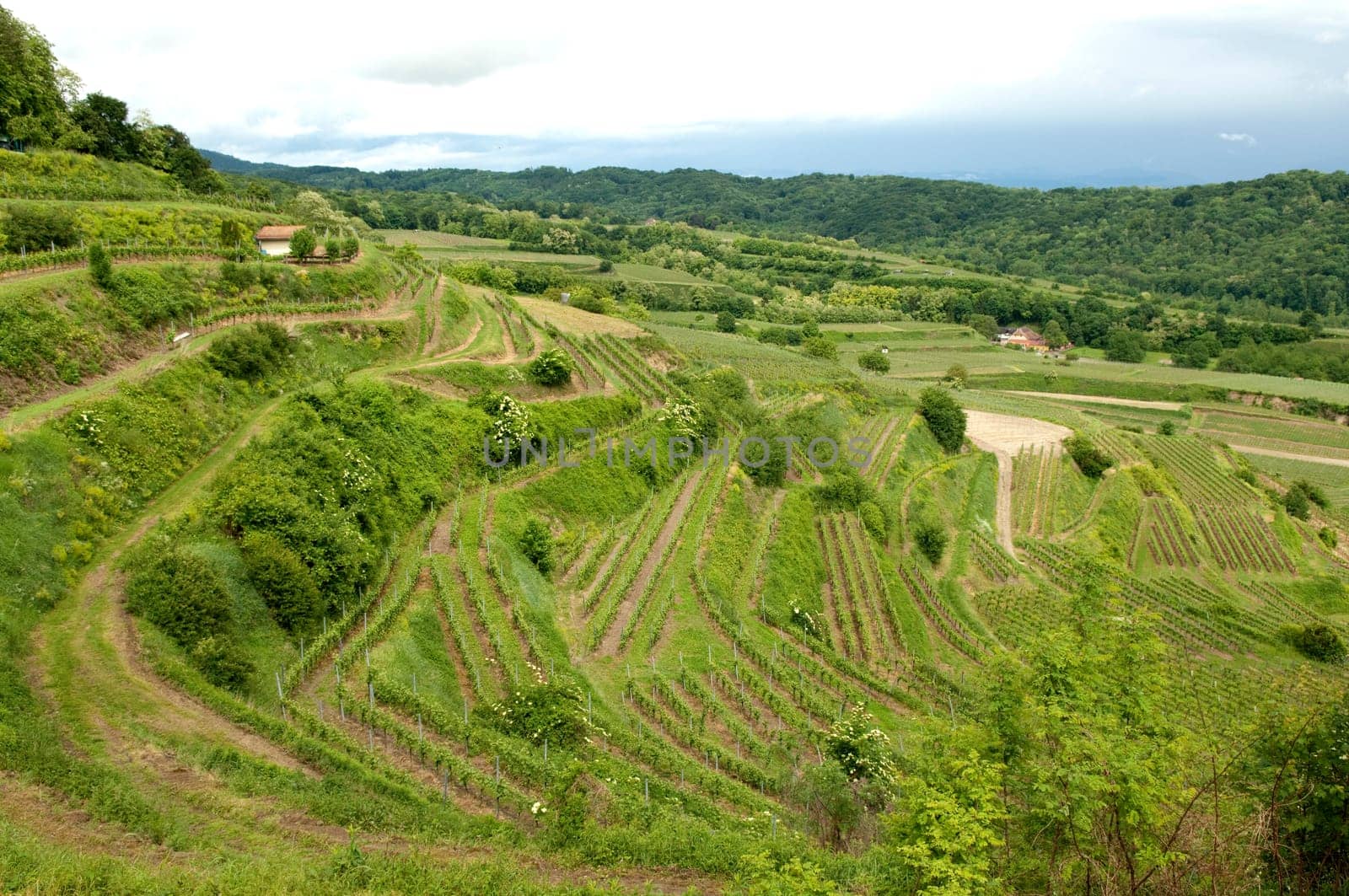 Weinberge, Lenzenberg, Weinterrassen