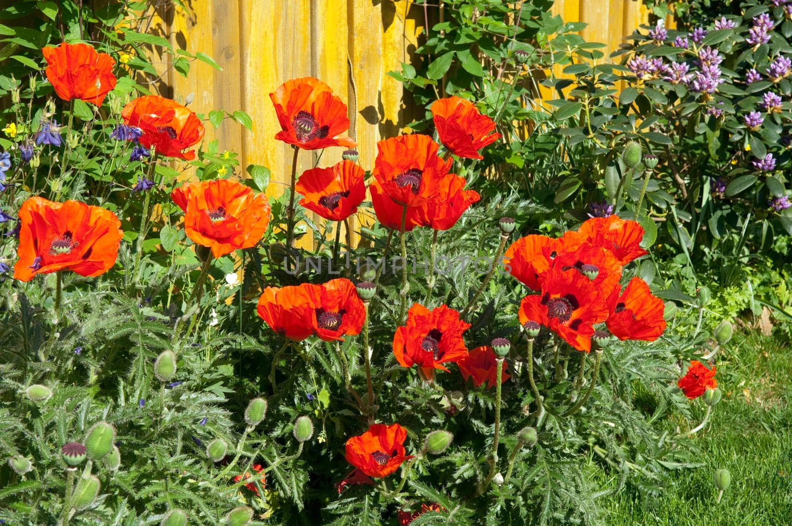 Tuerkish,Poppy,Papaver,Oriental