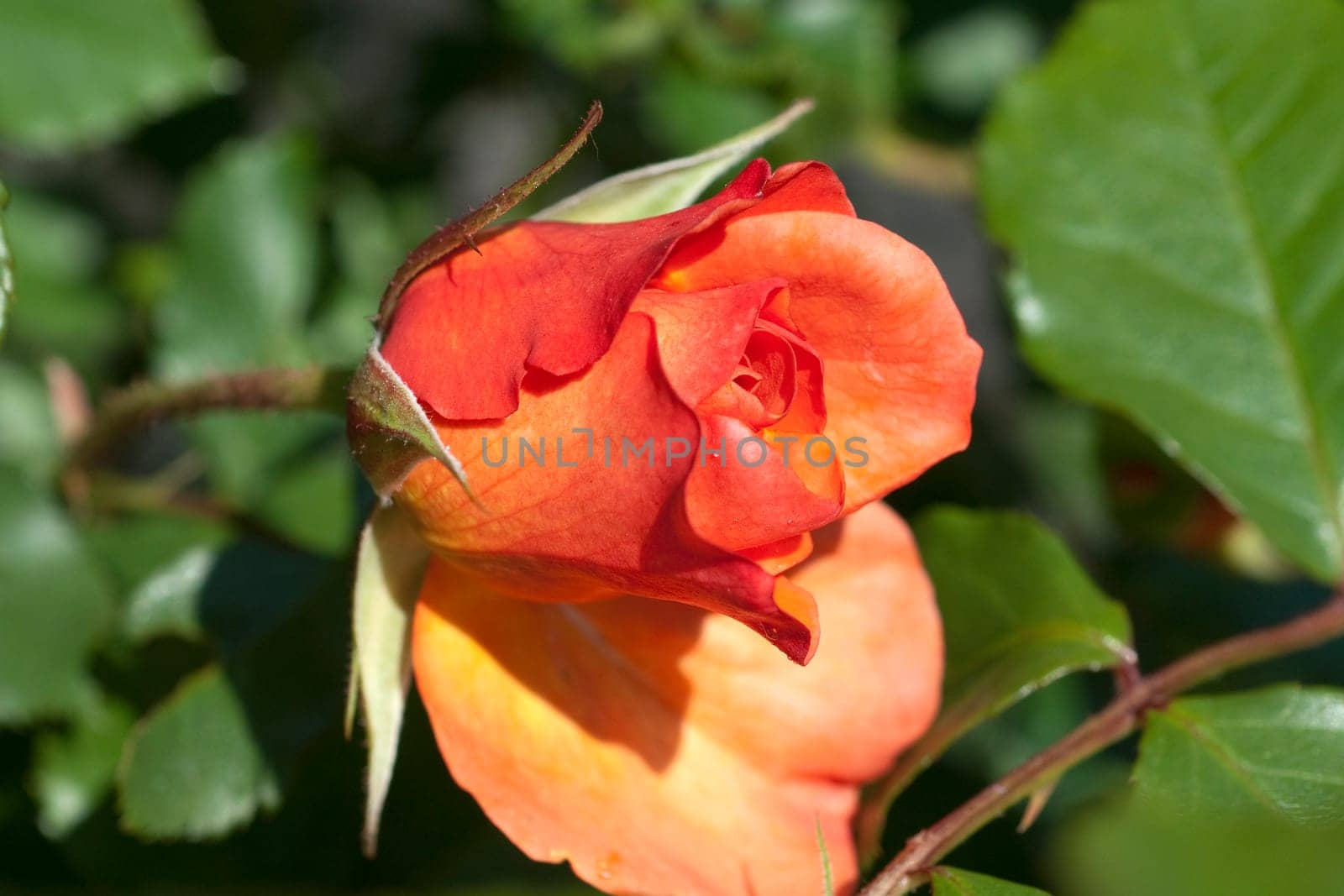 Westerland, Strauchrose, Gartenblume, rose