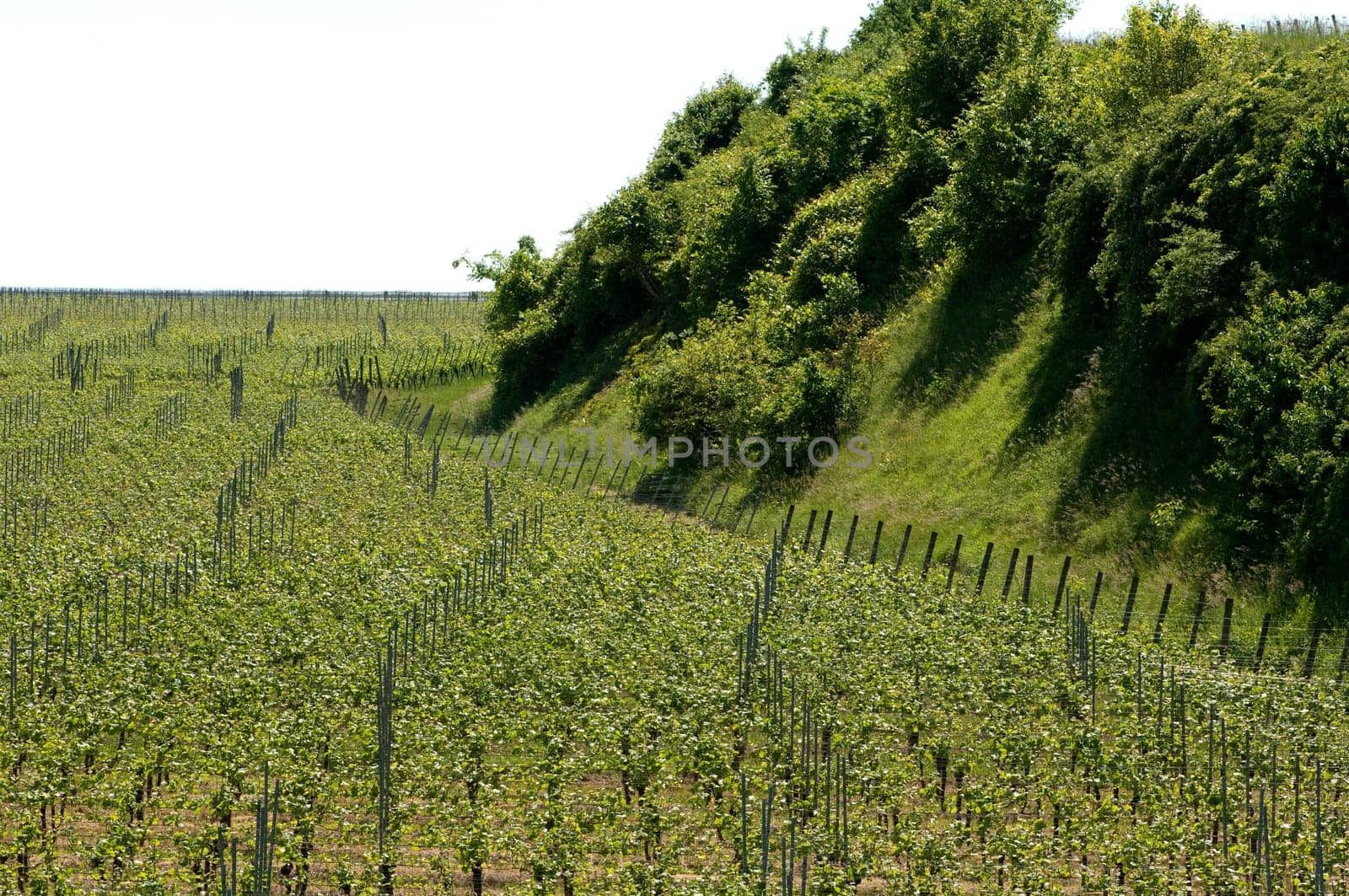 Weinberge, Lenzenberg, Weinterrassen