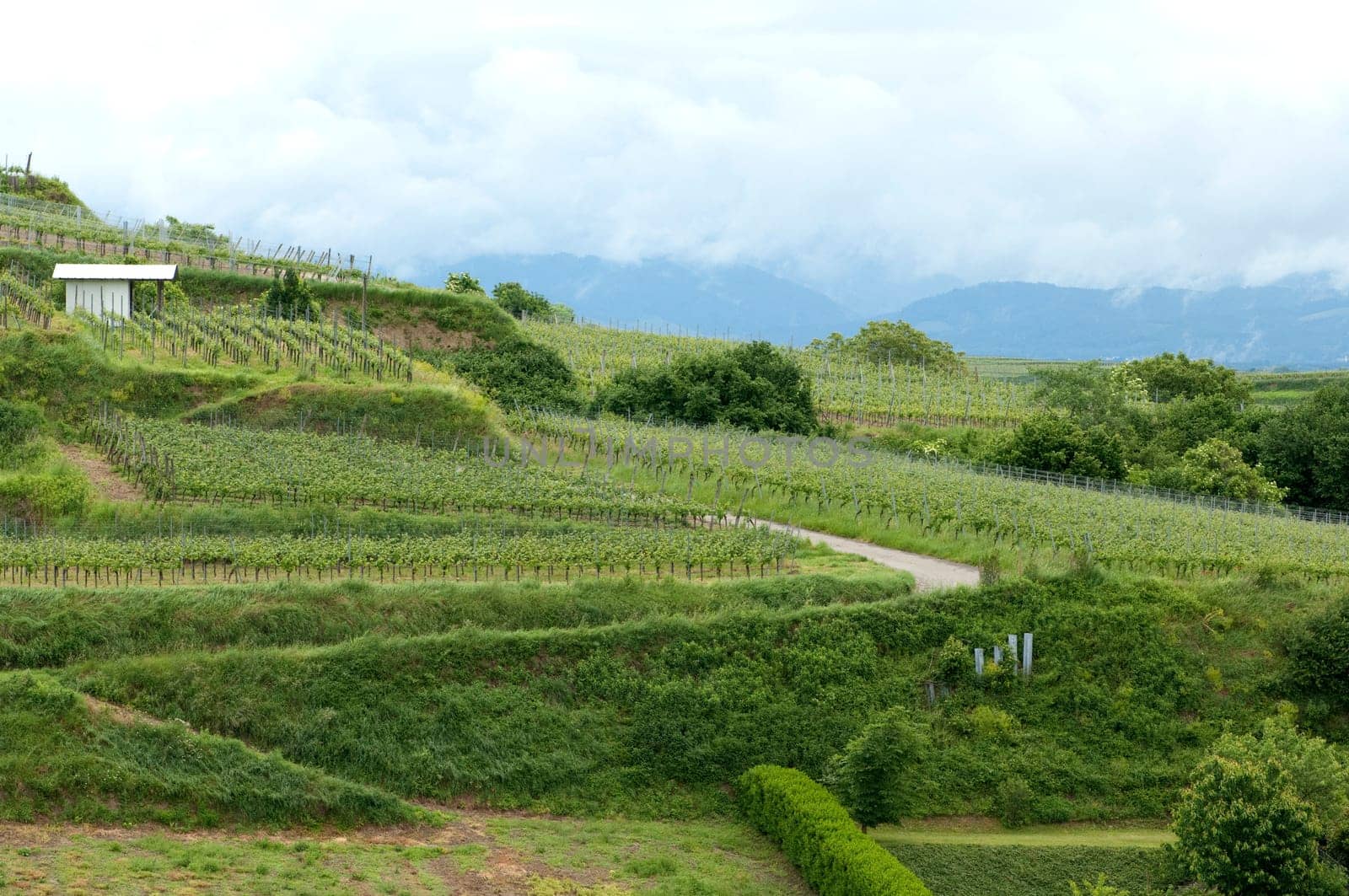 Weinberge, Lenzenberg, Weinterrassen