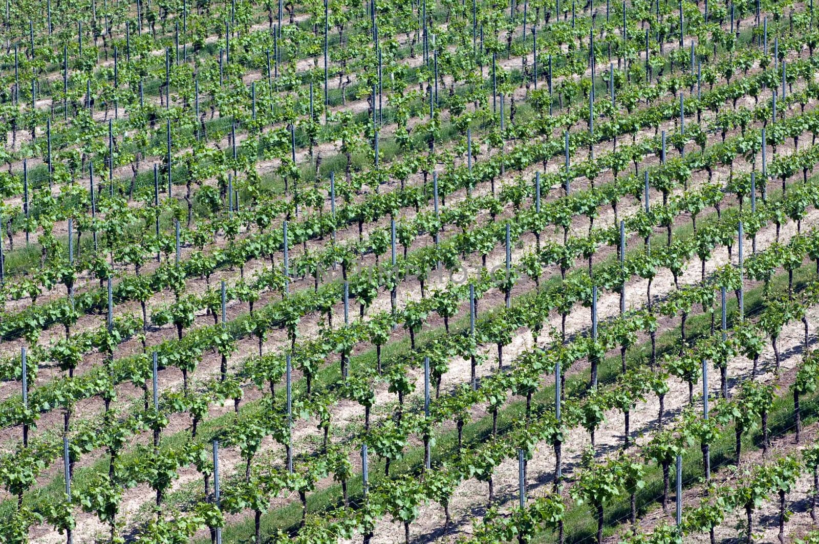 Weinberge, Lenzenberg, Weinterrassen