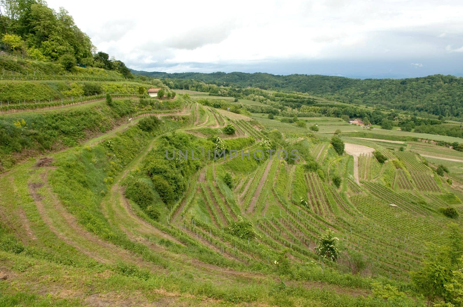 Weinberge, Lenzenberg, Weinterrassen
