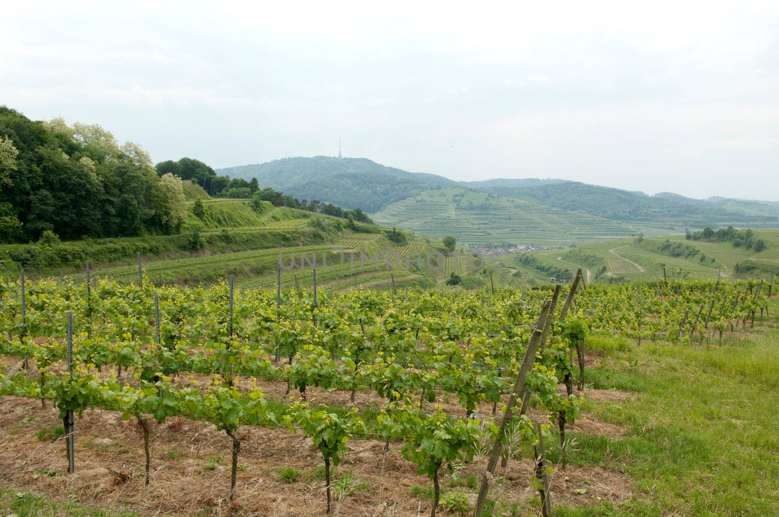 Weinberge, Weinterrassen, Weinberg, Terrassen
