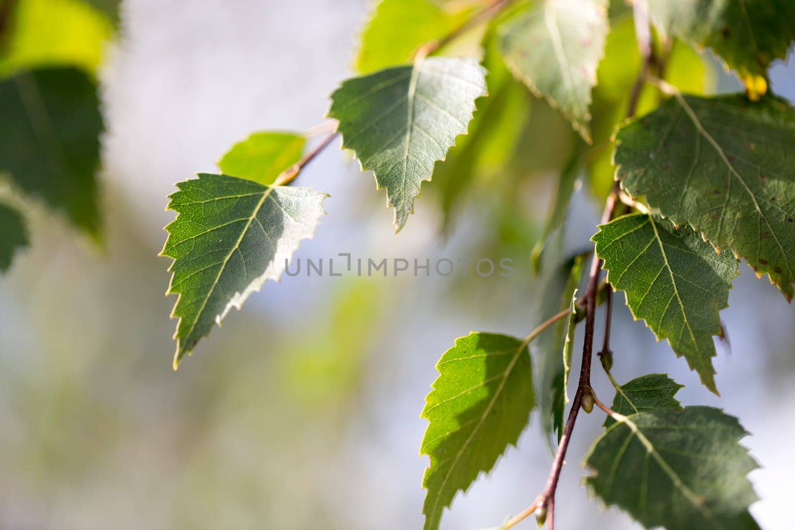 Birch Tree Leaves