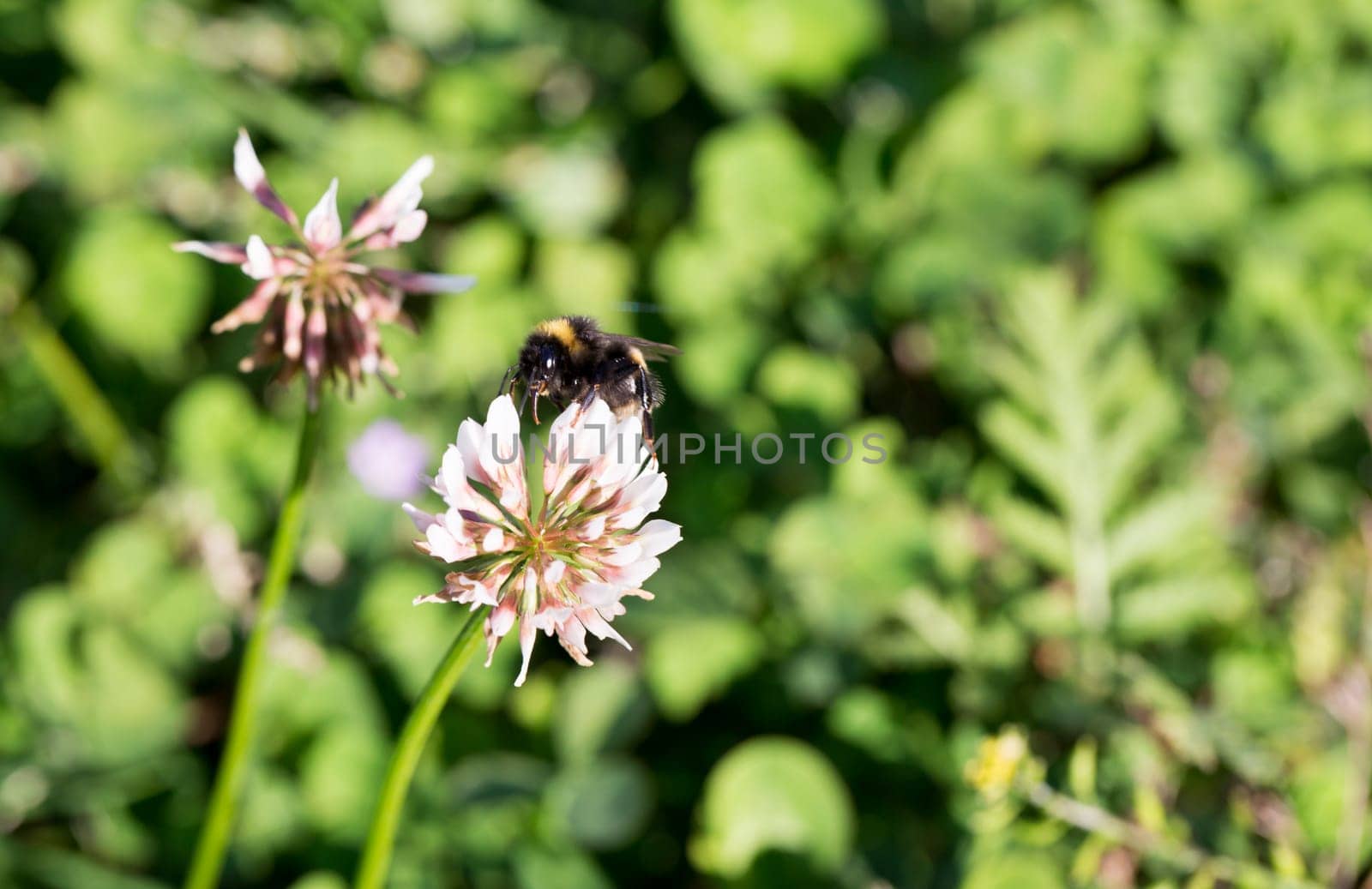 Bumblebee Gathering Nectar from Clover