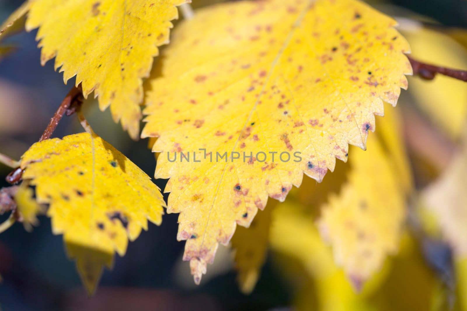 Yellow Birch Leaf Close Up in Fall