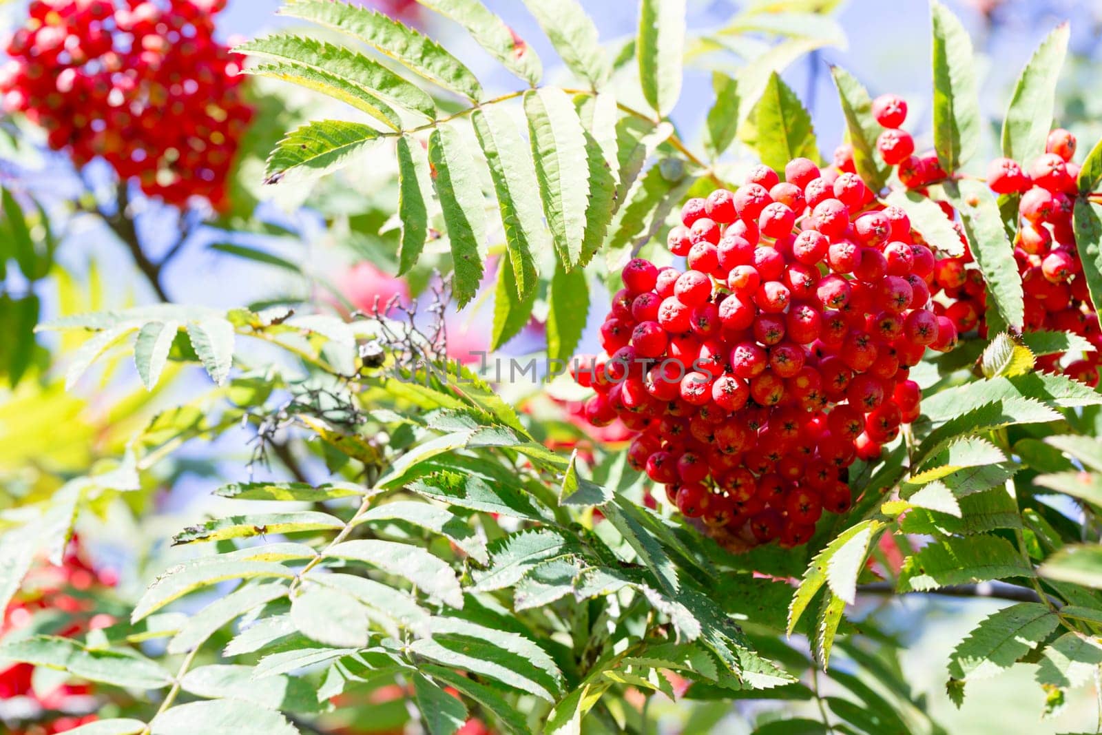 Rowan Fruit in Tree Close up.