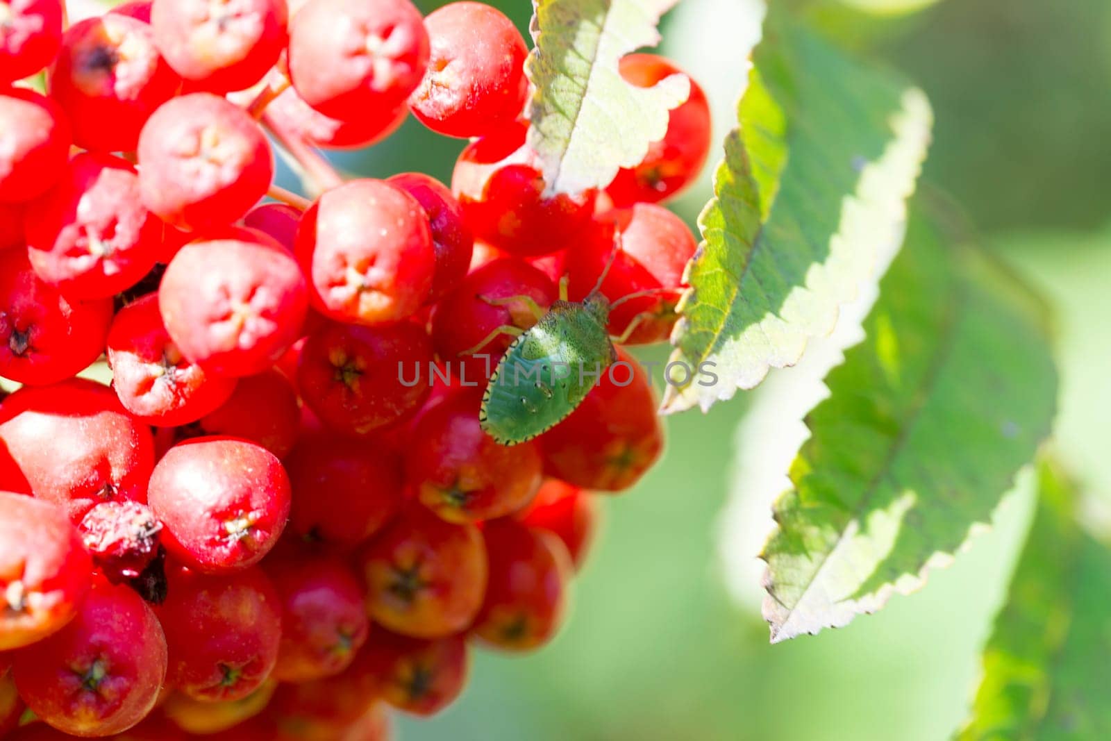 Green Insect in Rowan Tree close up. Macro image.