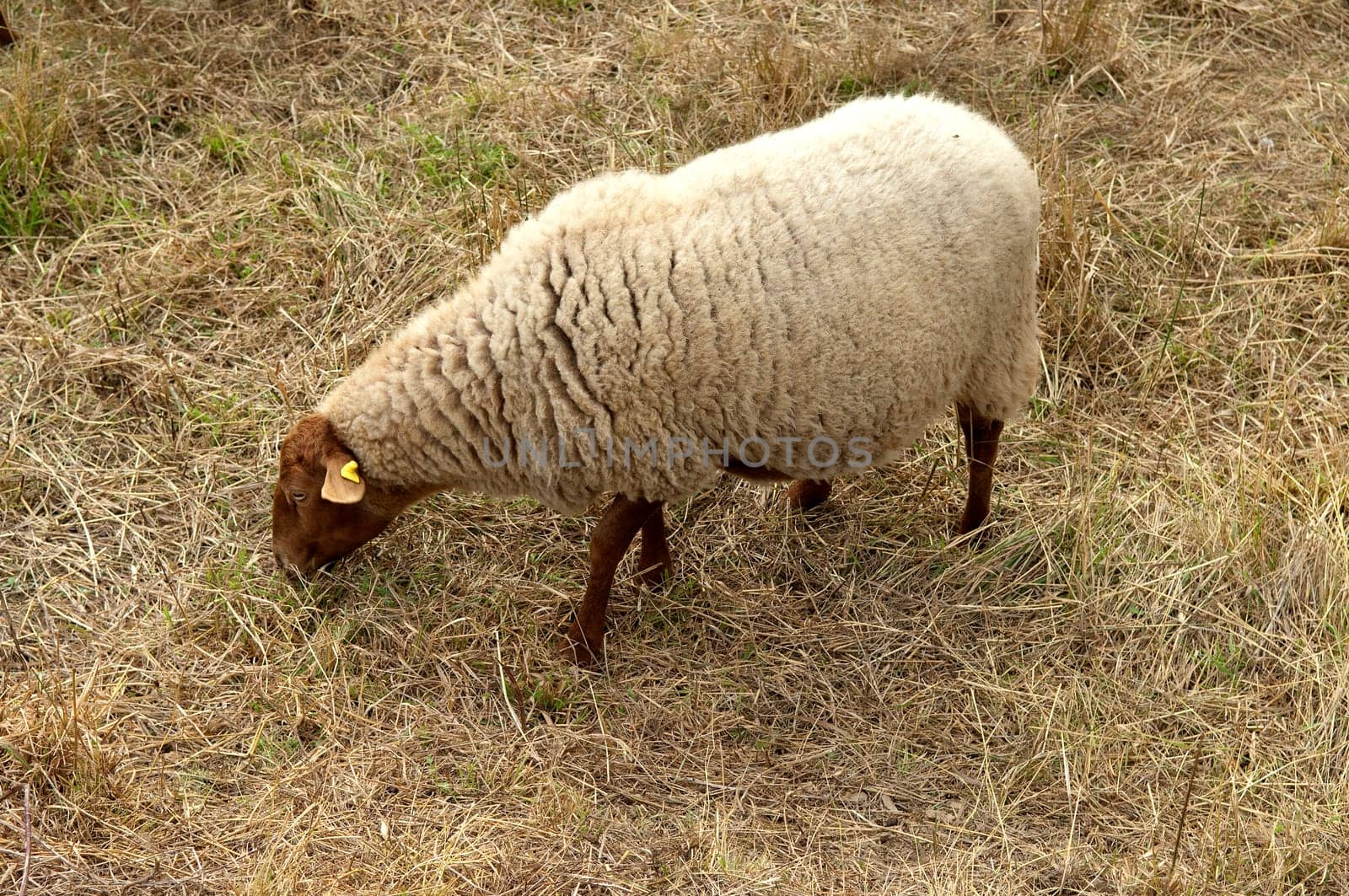 Coburger, Fuchsschaf, Arche-Hof, Bedrohte, gefaehrdet