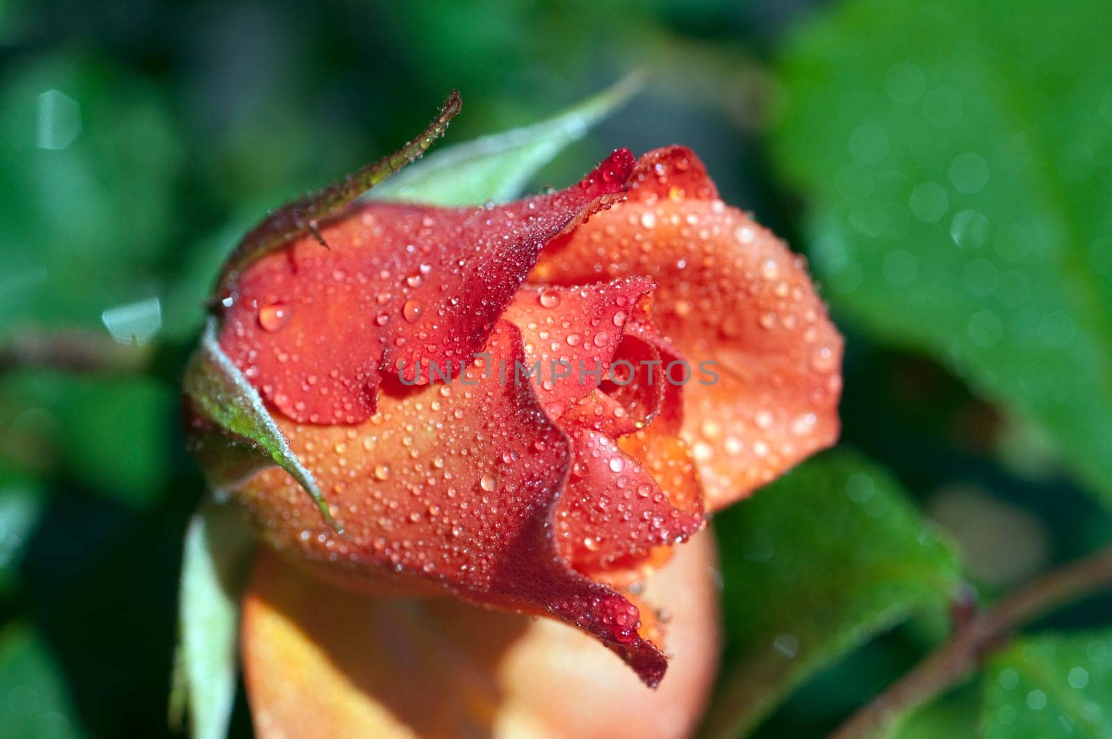 Westerland, Strauchrose, Gartenblume, rose
