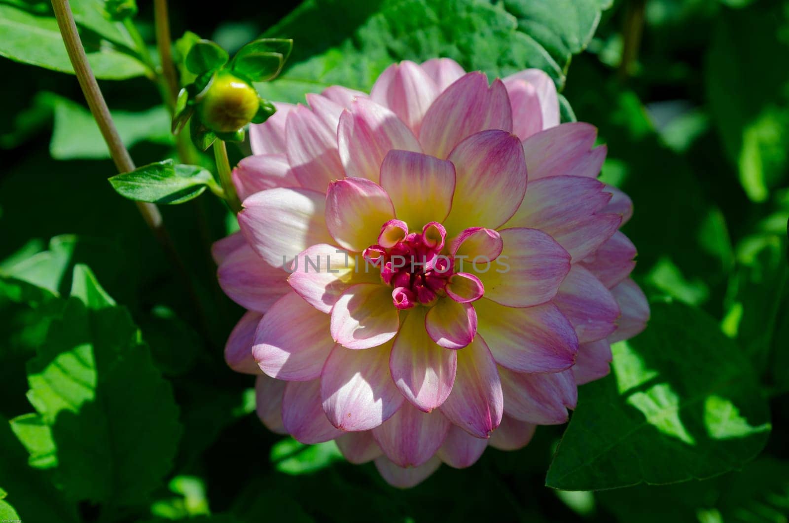 another beutiful flower in the family dahlia the name is zingaro
