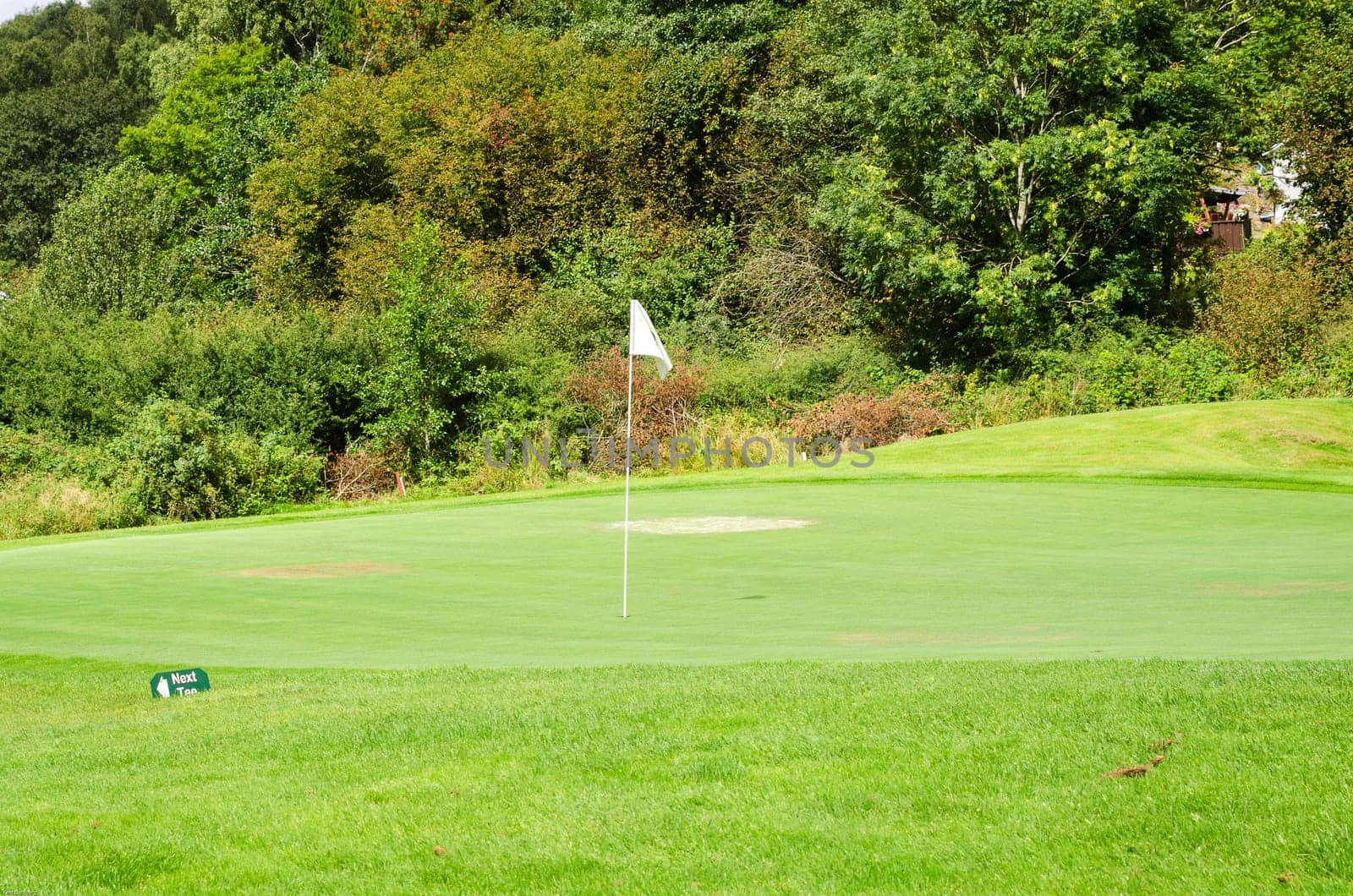 one golf green almost to the wood