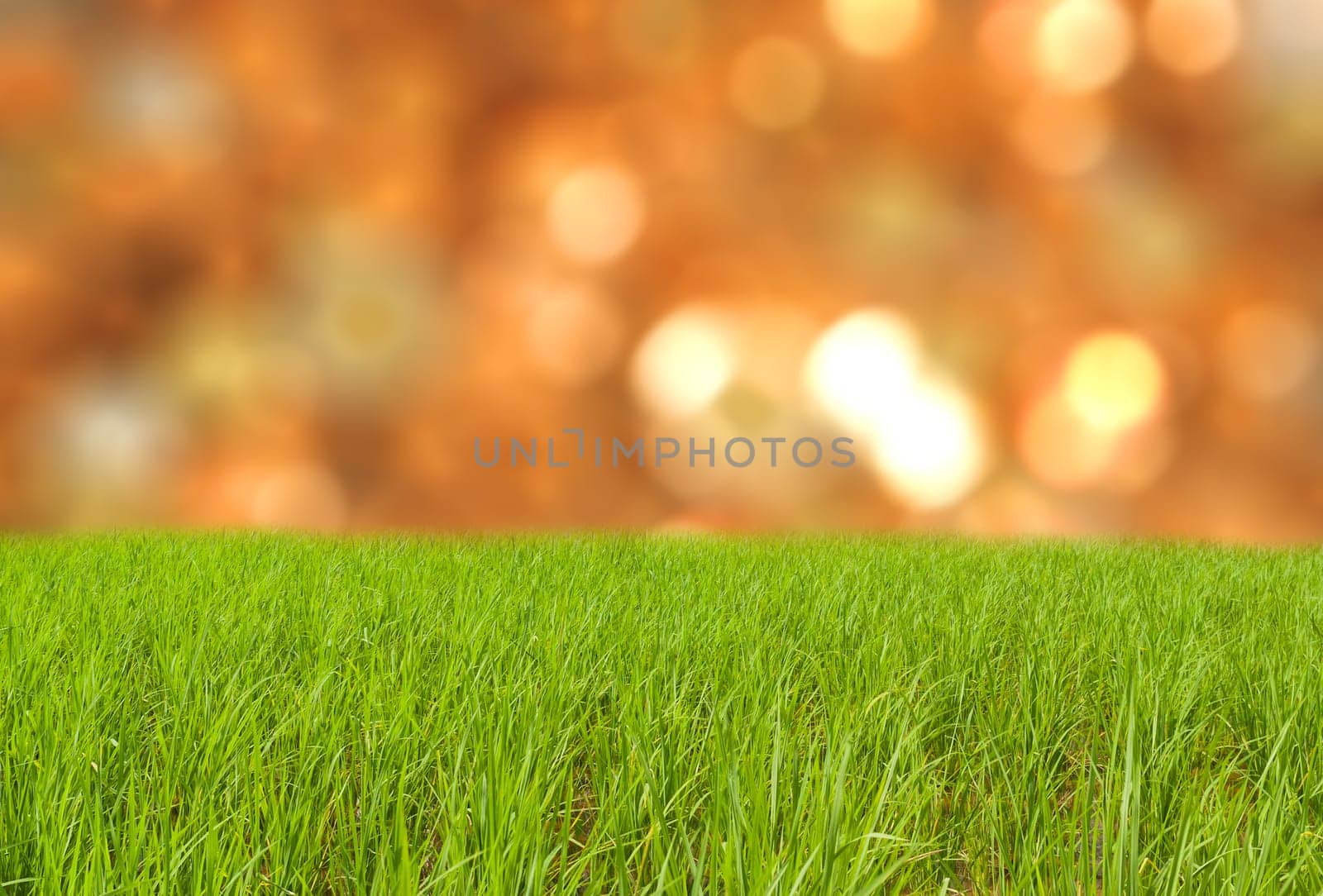 Green grass on land with spring light bokeh background