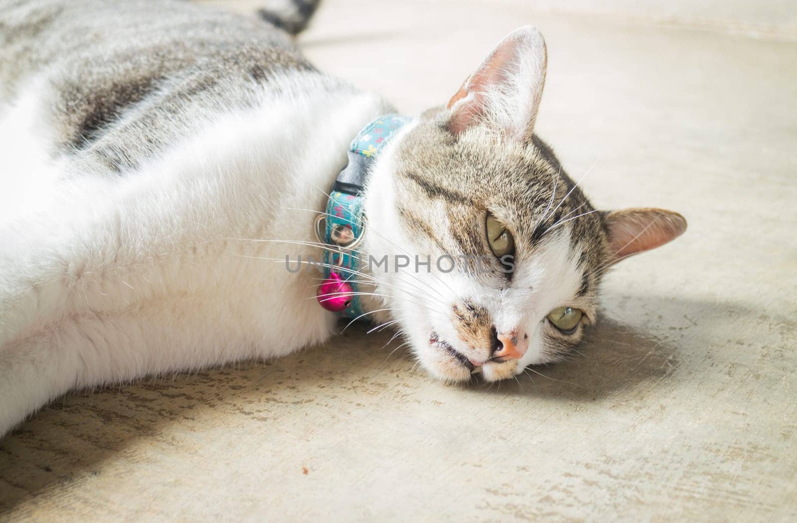 Siamese cat lying down leisure at home, stock photo