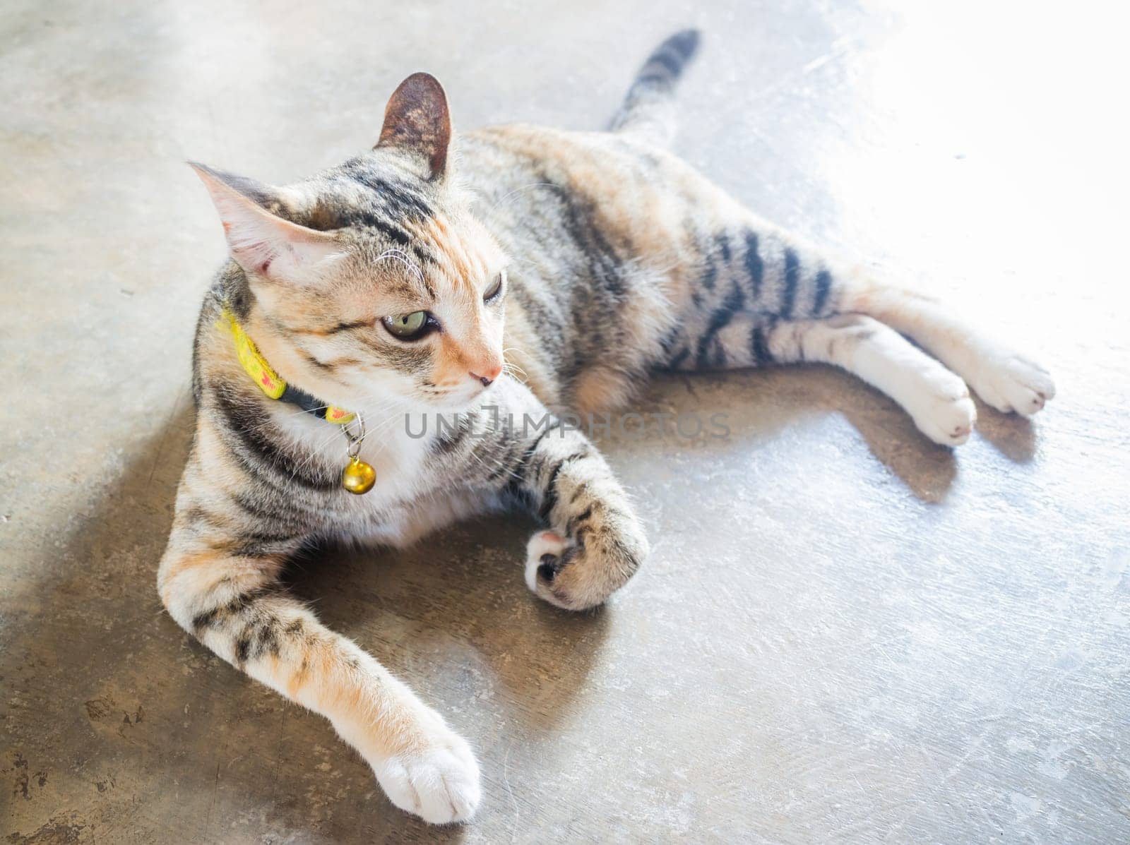 Siamese cat lying down leisure at home, stock photo