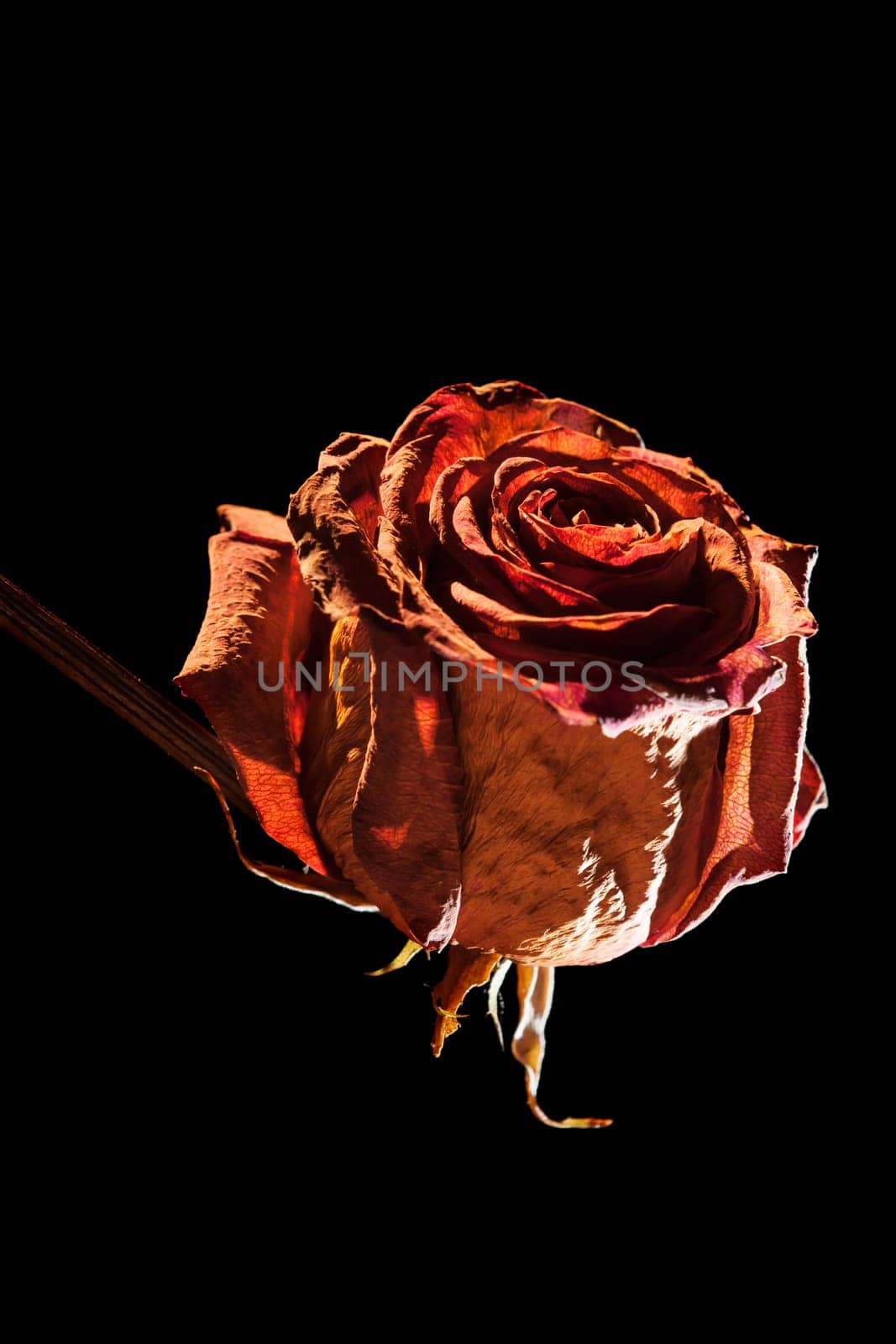 Close-up of a dried red rose in the spotlight against a black background