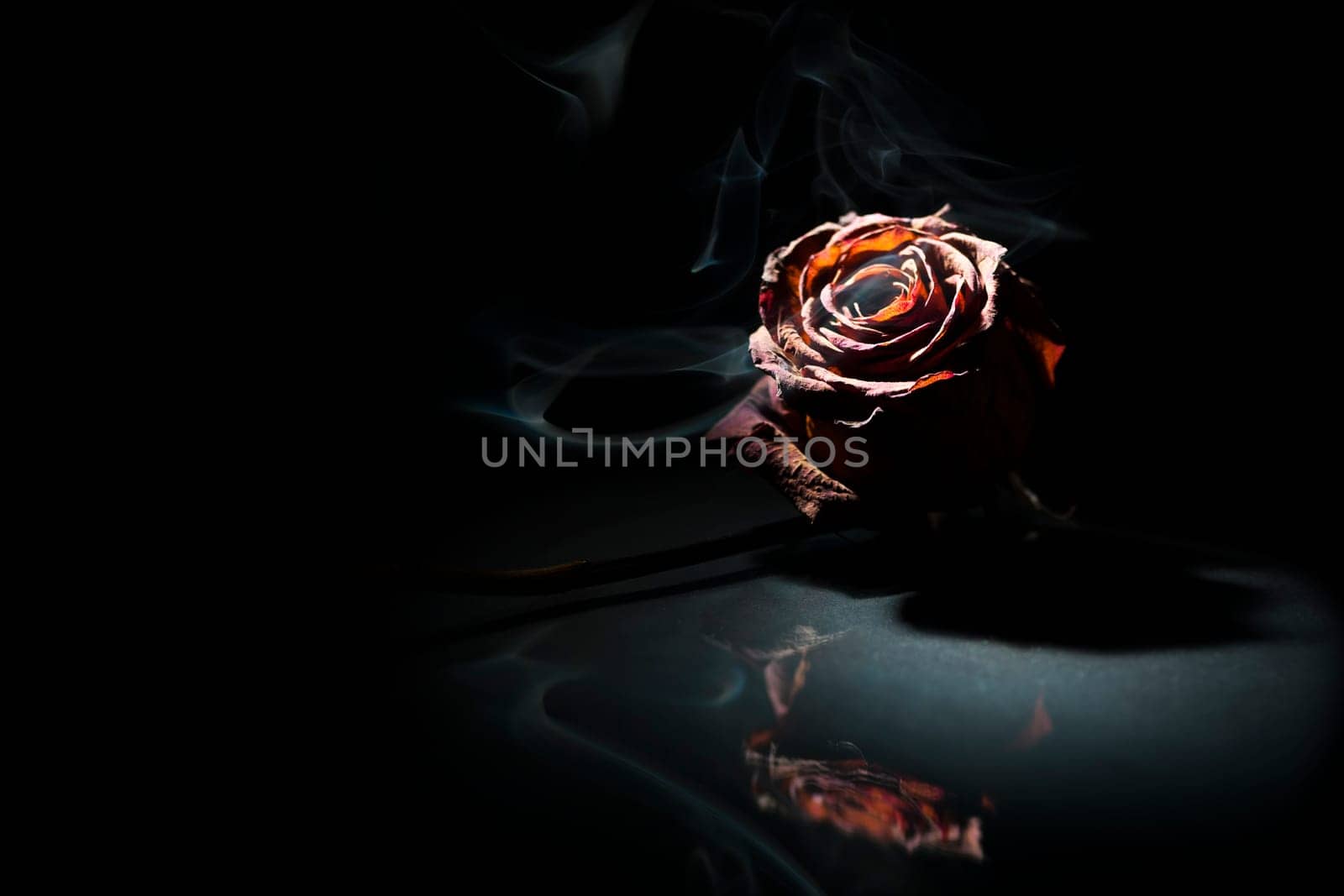 Close-up of a dried red rose against a black background in the spotlight with fine smoke