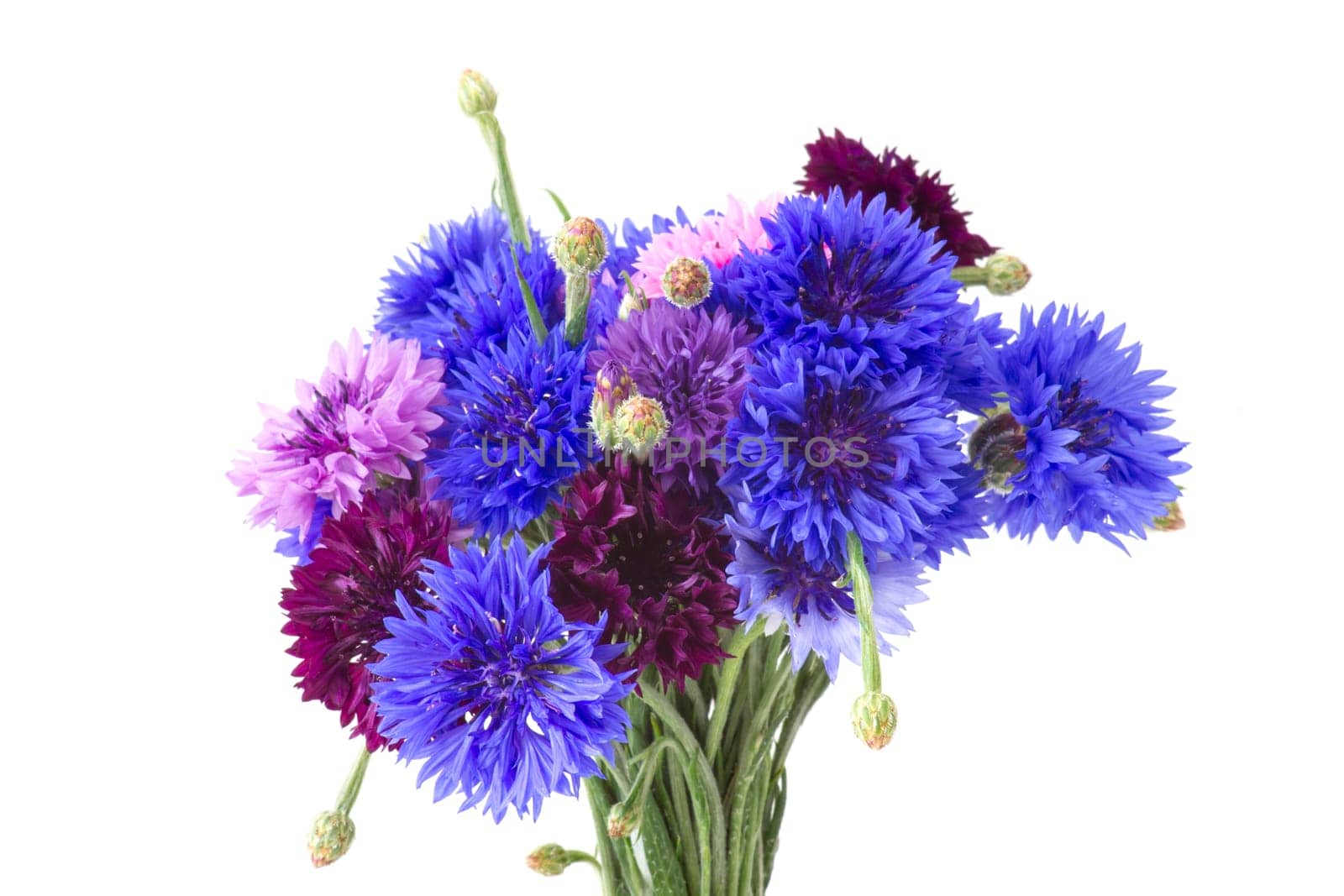 cornflowers on white background