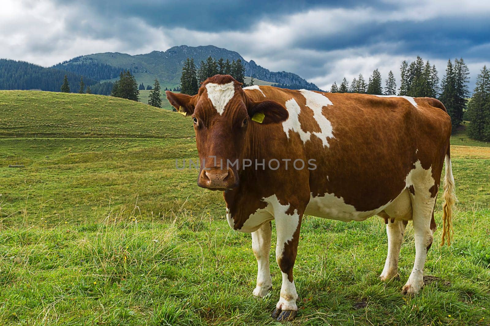 Swiss spotted cattle