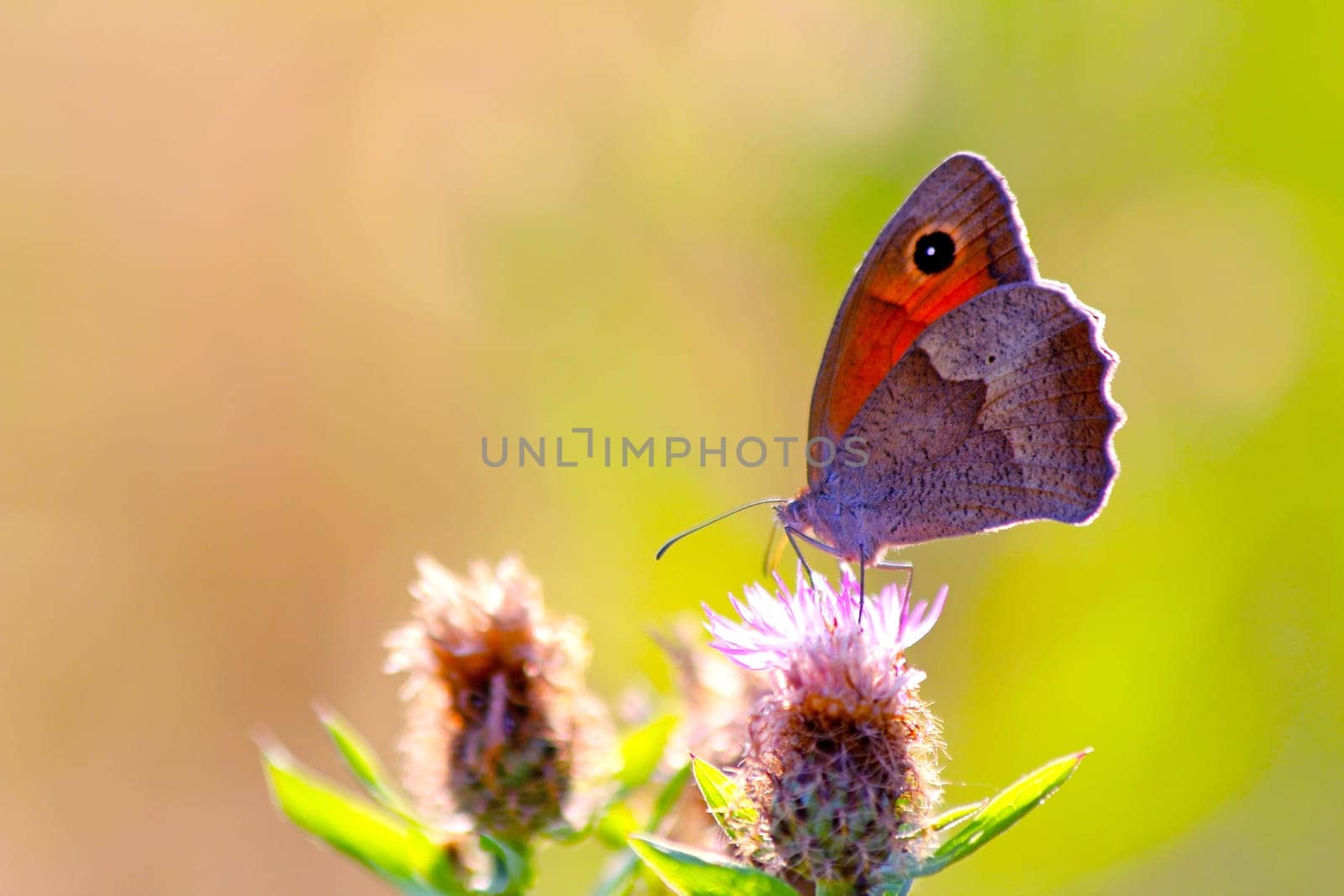 Butterfly on a wild summer flower