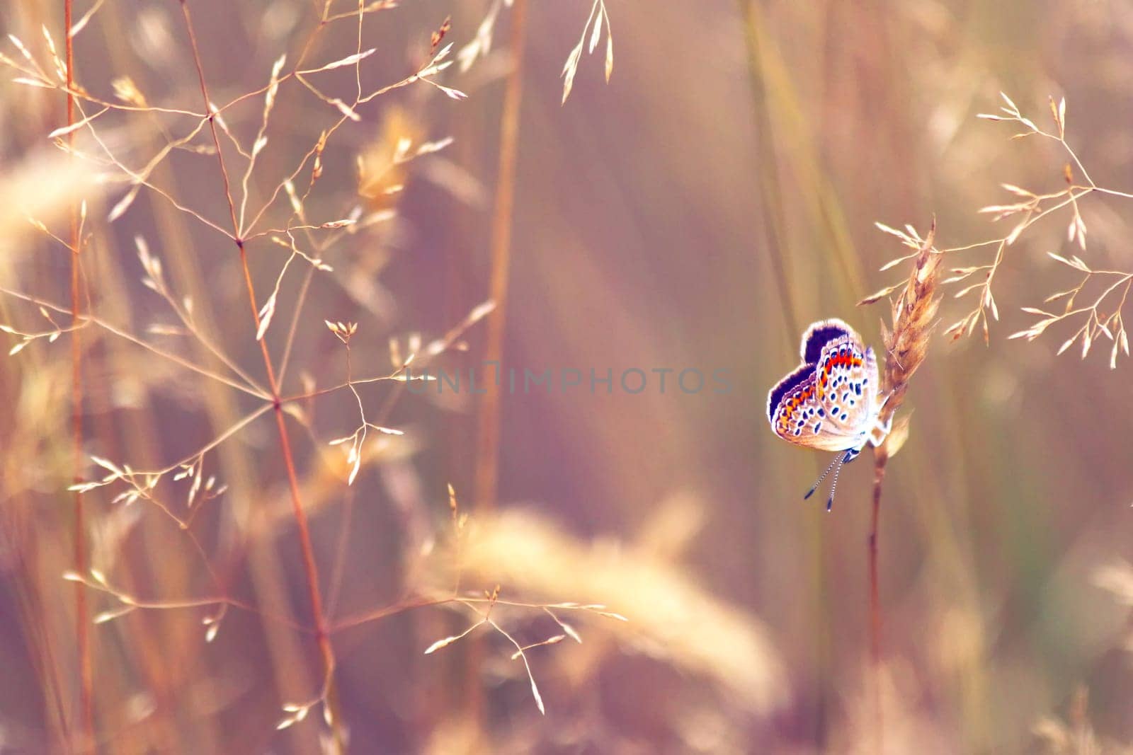 Butterfly in nature