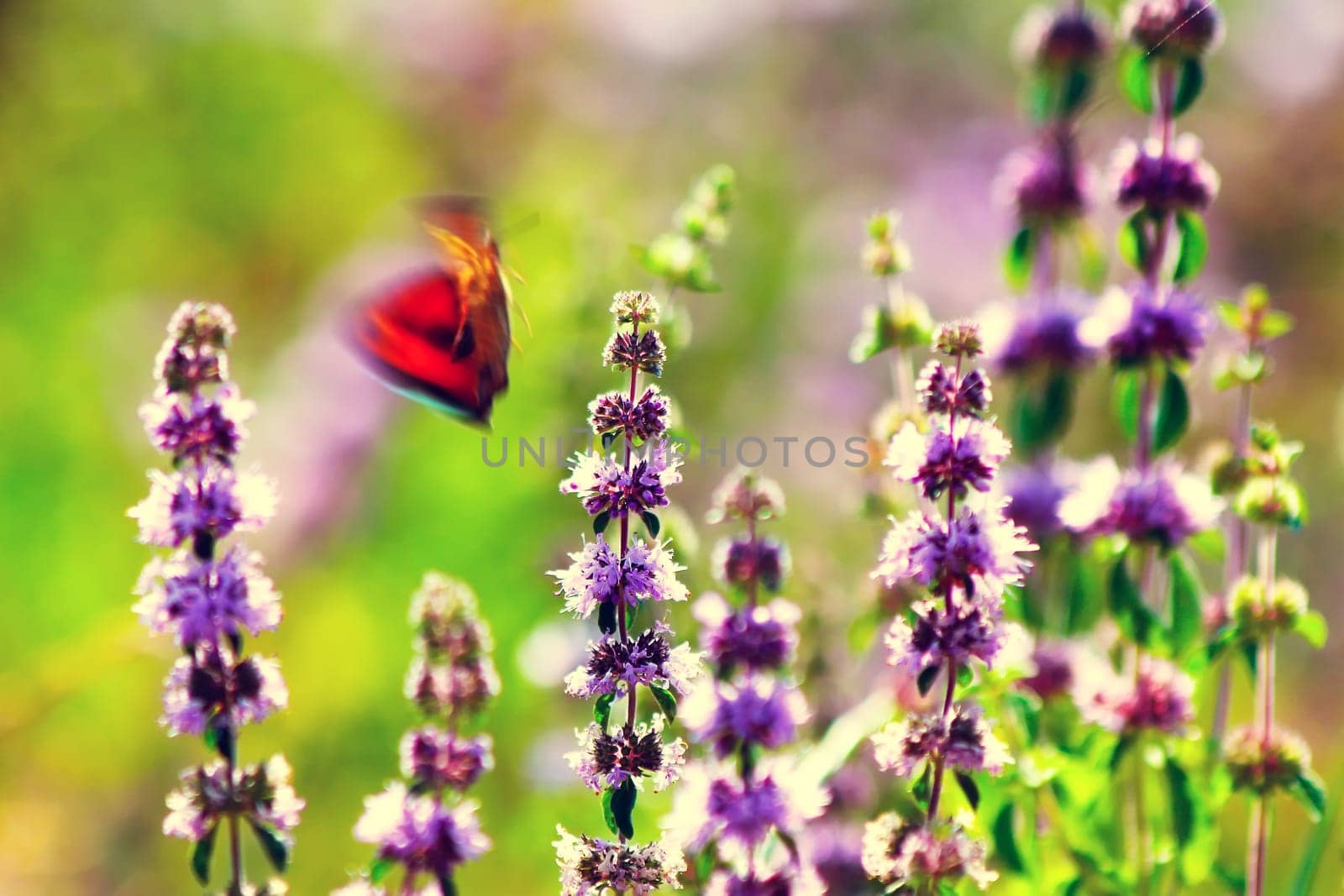 Butterfly on a wild summer flower