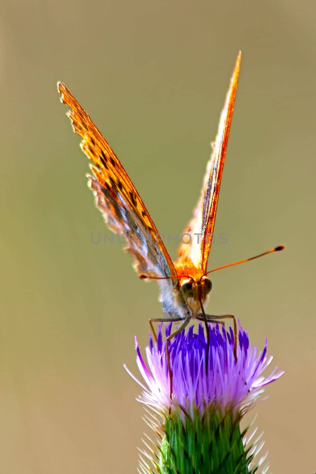 Butterfly on a wild summer flower