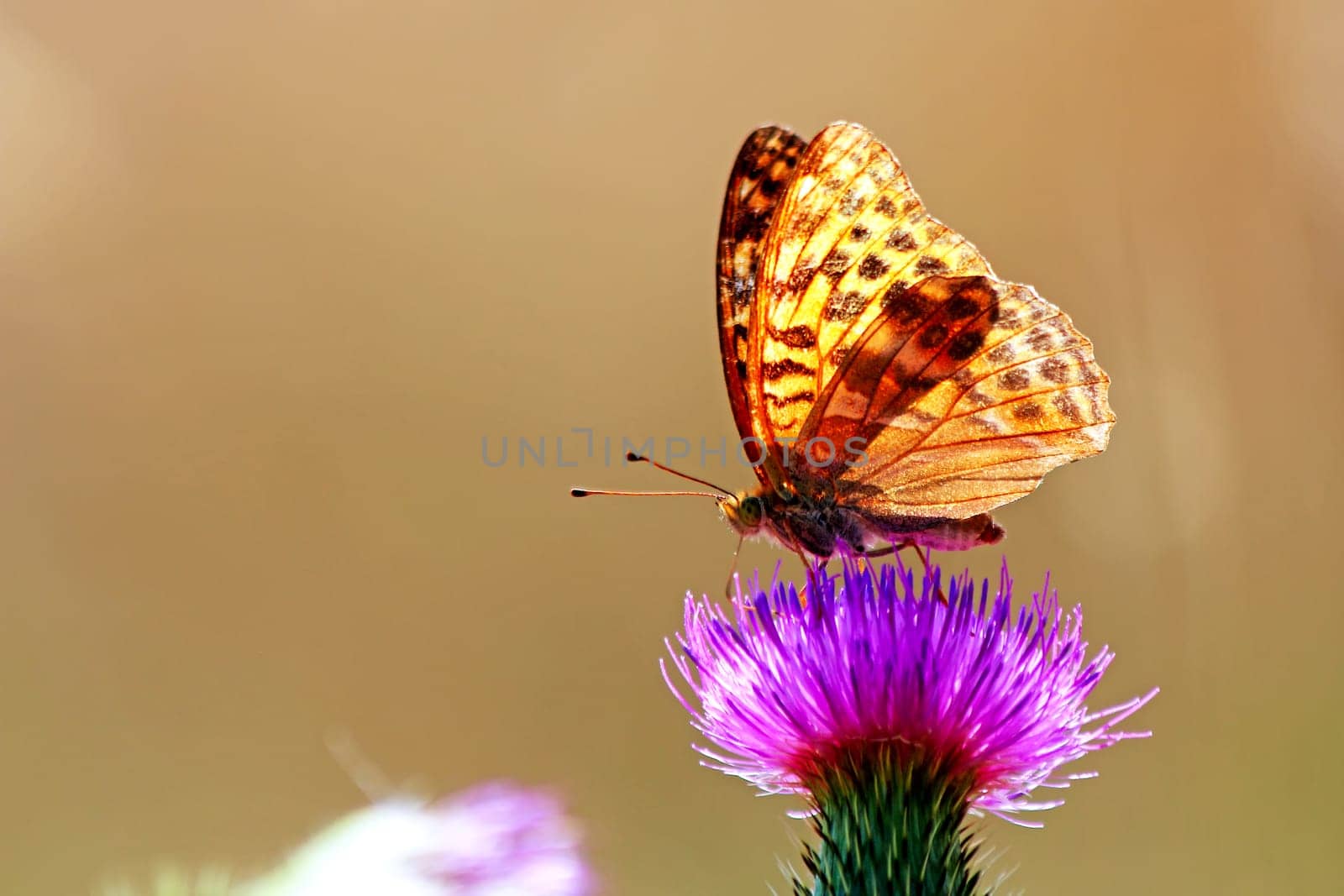 Butterfly on a wild summer flower