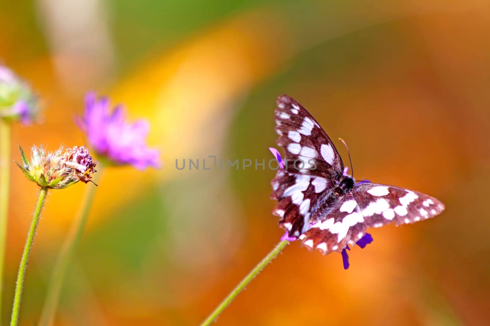 Butterfly on a wild summer flower