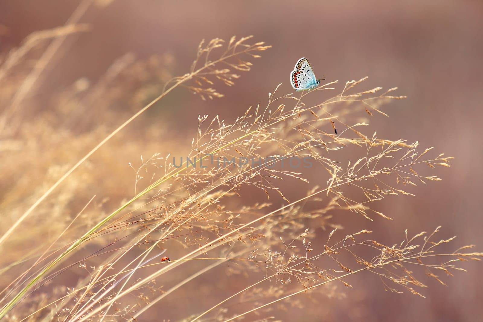 Butterfly in nature