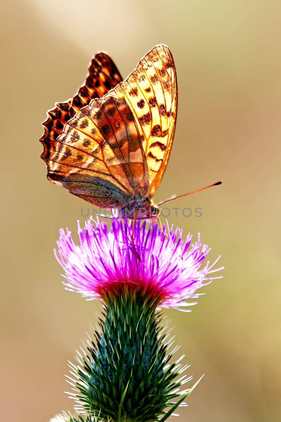 Butterfly on a wild summer flower