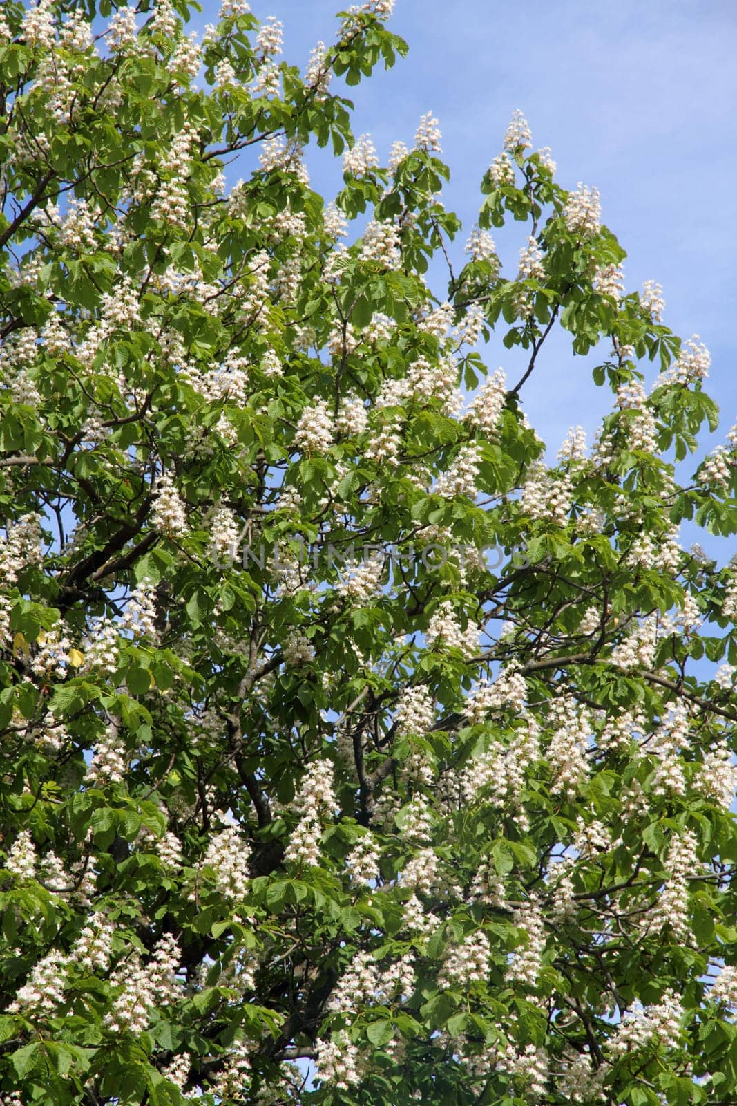 Horse chestnut (Aesculus hippocastanum, Conker tree) flowers