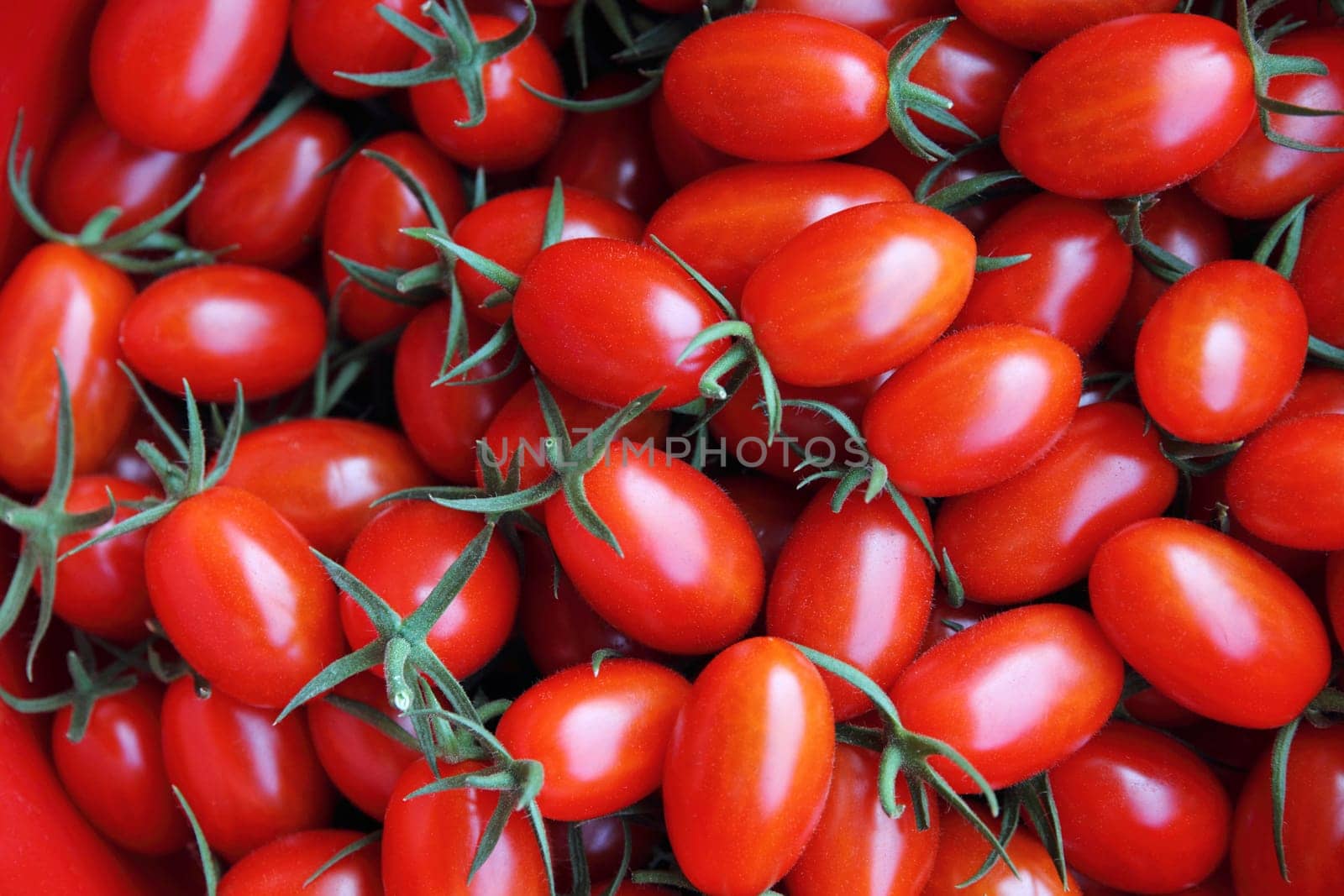 Red tomatoes background (group of tomatoes)