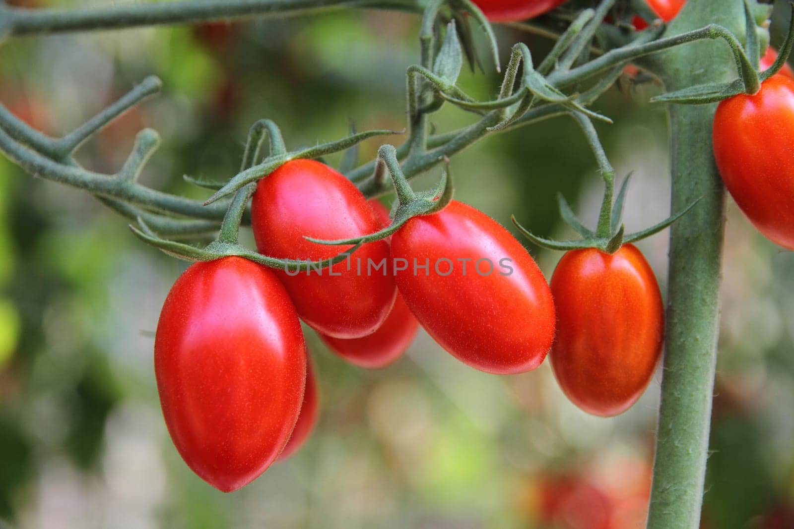 Fresh tomatoes plants