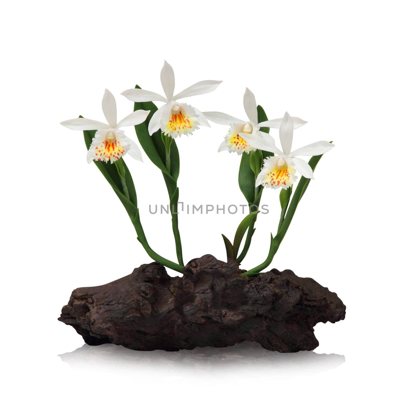 White orchid on white background