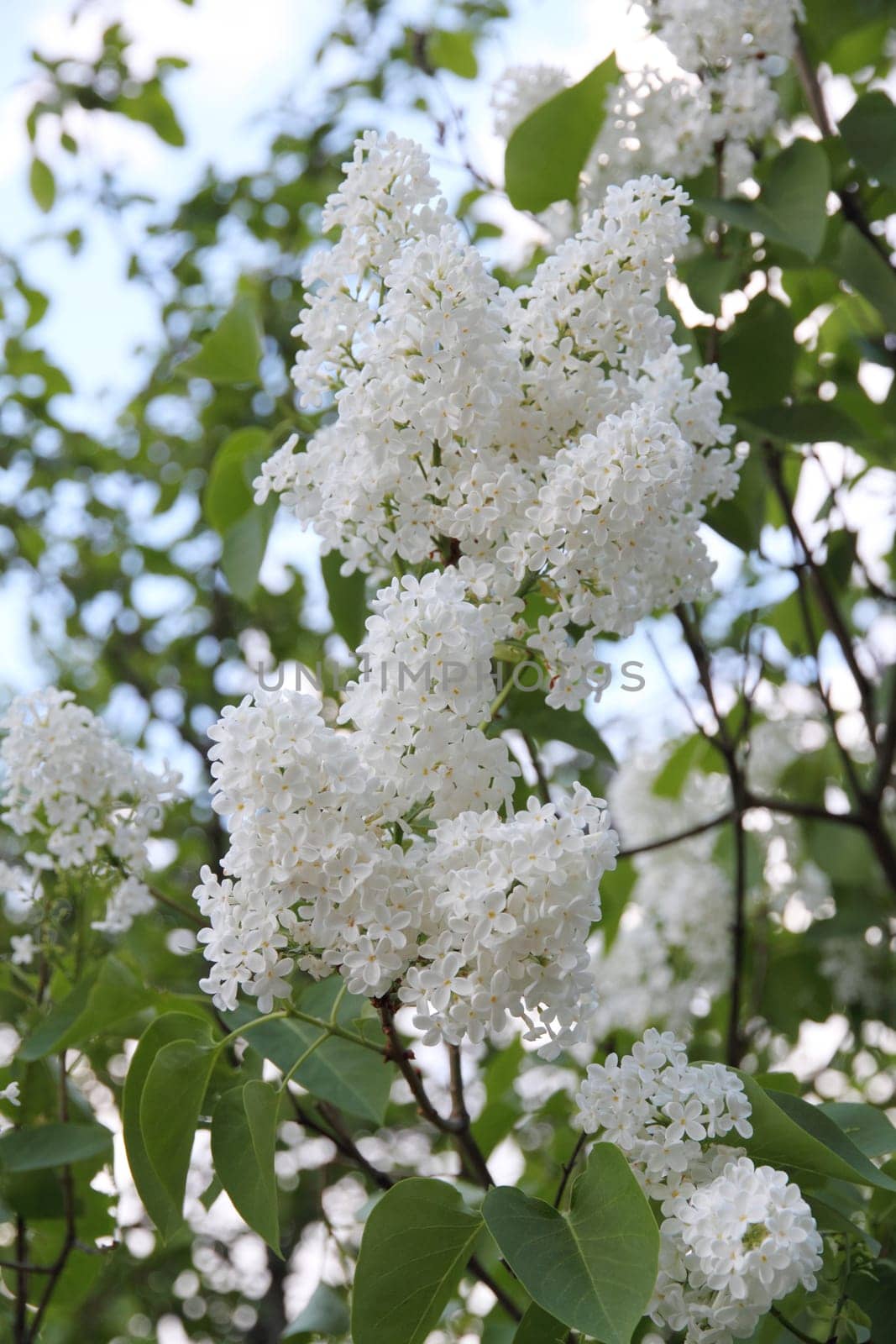 White Syringa Vulgaris flower blossoming in spring