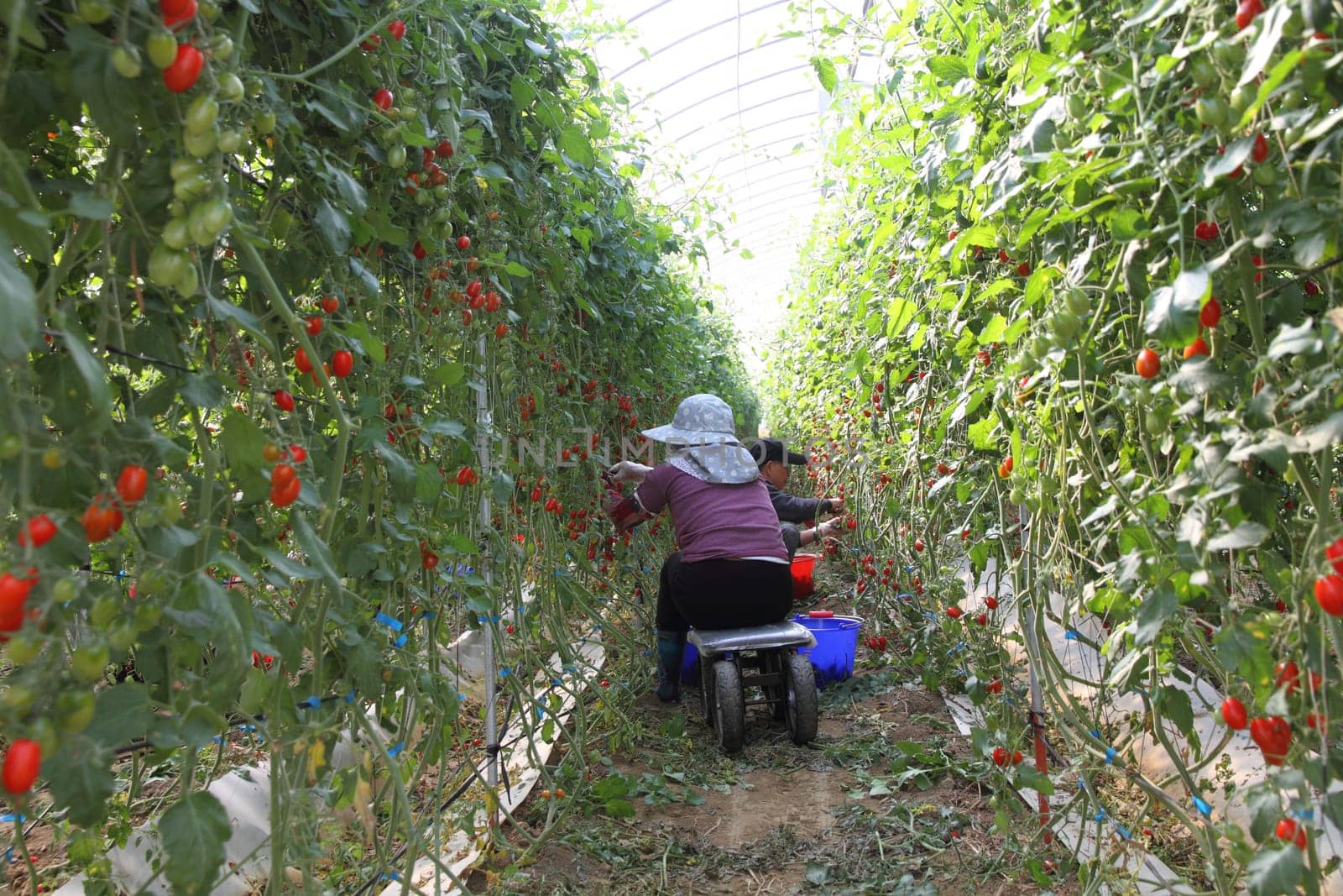 Workers harvest tomatoes in the organic greenhouse