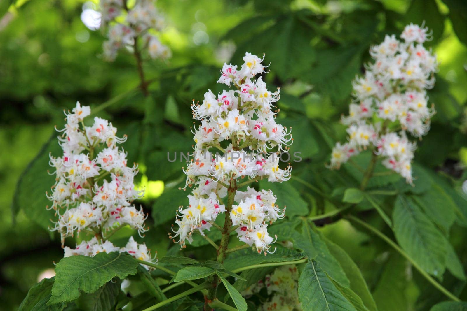 Horse chestnut (Aesculus hippocastanum, Conker tree) flowers