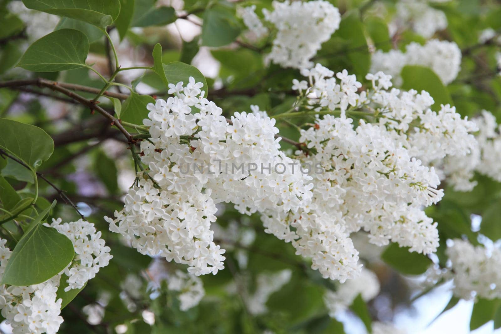 White Syringa Vulgaris flower blossoming in spring