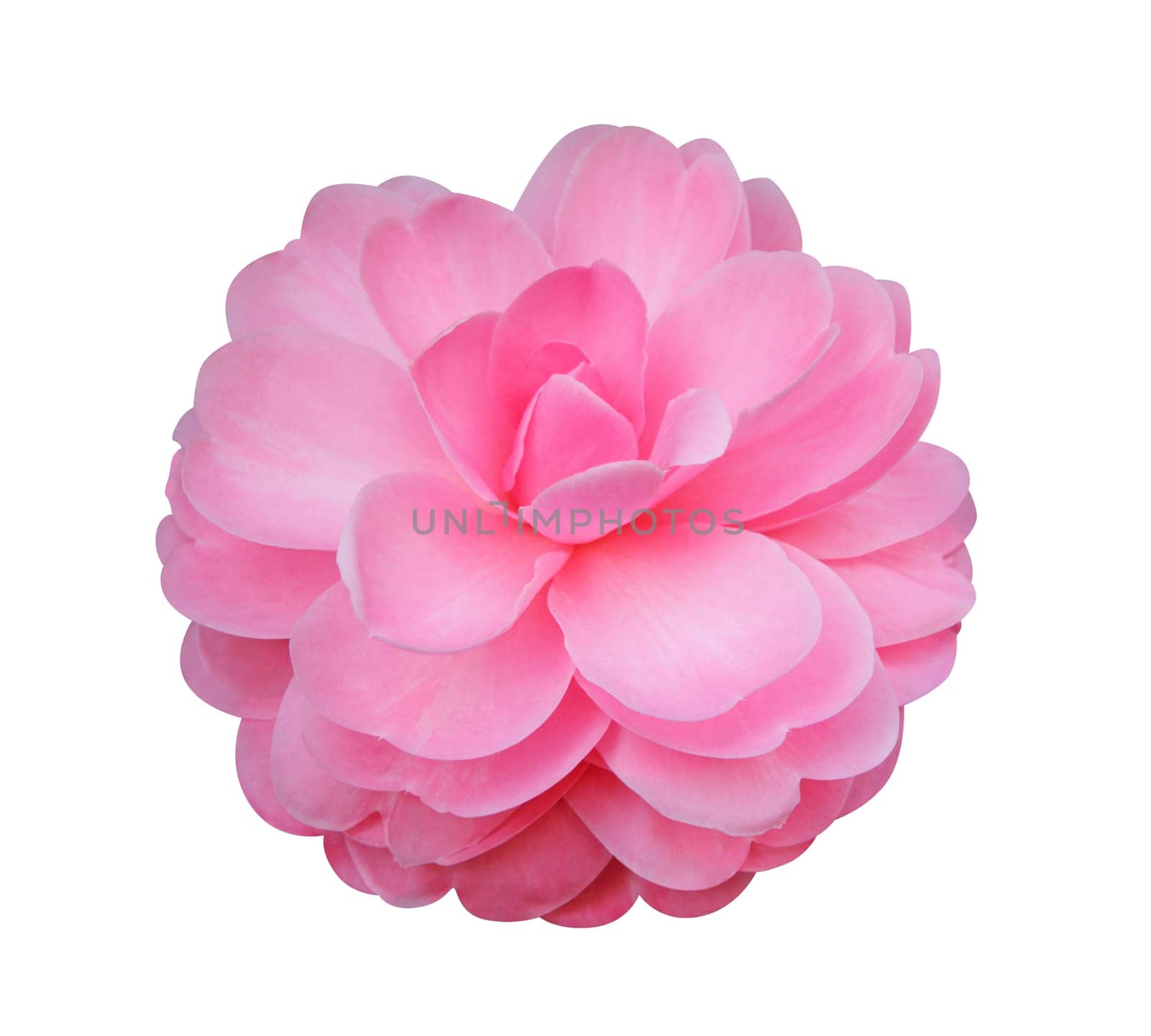 Camellia flower isolated on white background