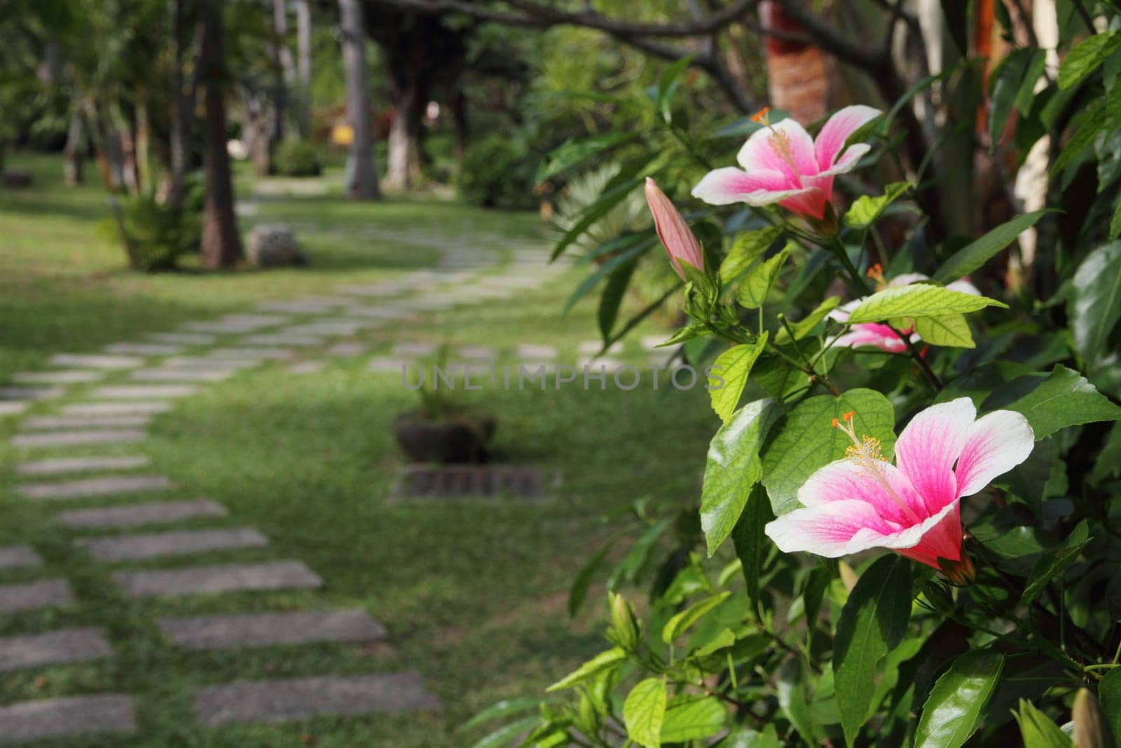 Hibiscus flower blossoming in a tropical park