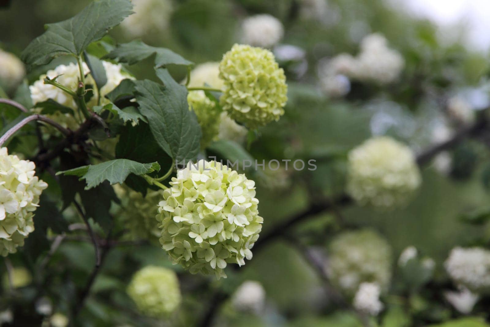 Snowball flower (Viburnum opulus) blossoming in spring