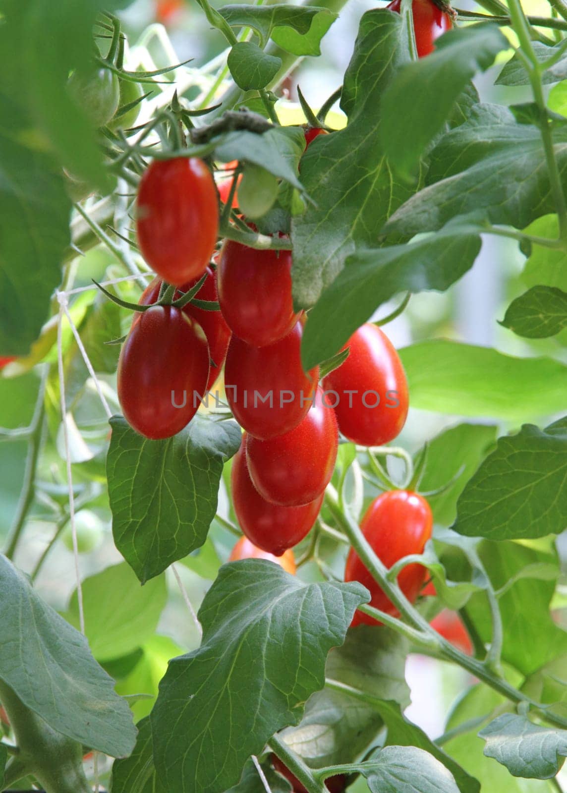 Fresh tomatoes plants