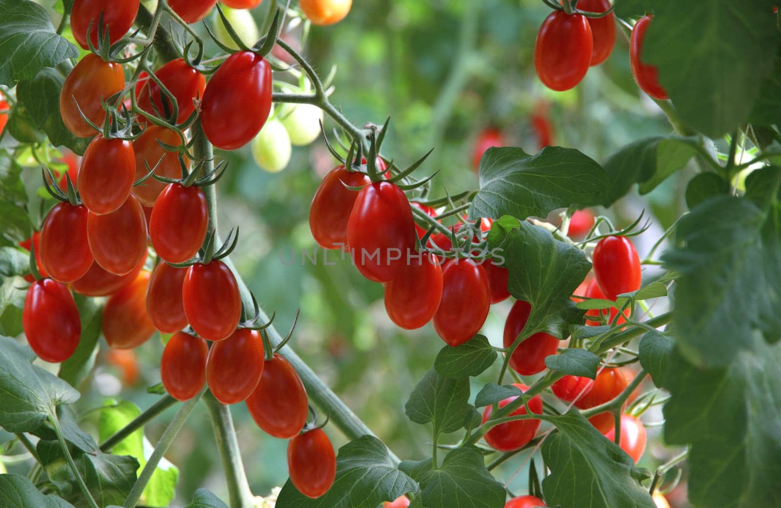 Fresh tomatoes plants