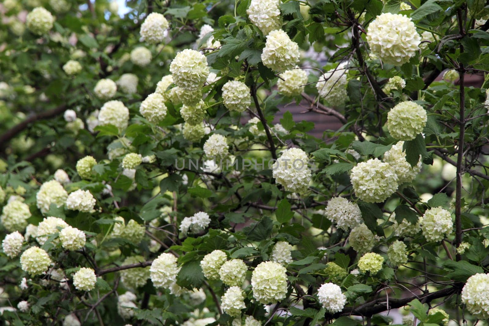 Snowball flower (Viburnum opulus) blossoming in spring